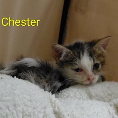Enlarge Chester, a Adoptable Domestic Medium Hair in Brevard, NC image 3/3