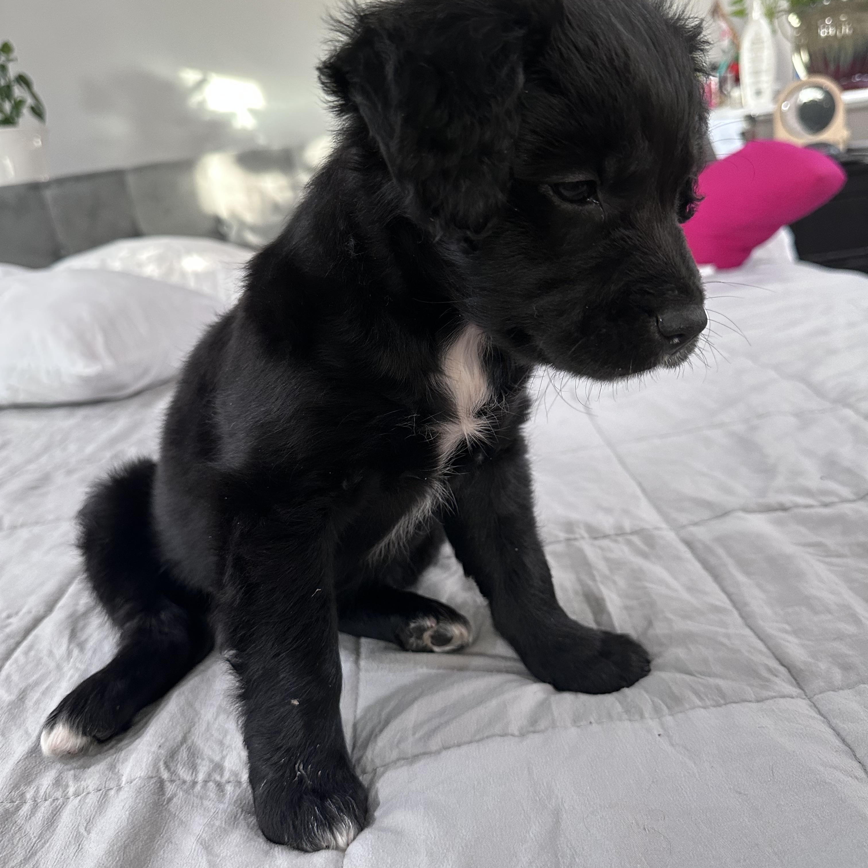 Enlarge Neva, an adopted mixed breed in Cumming, GA image 5/5