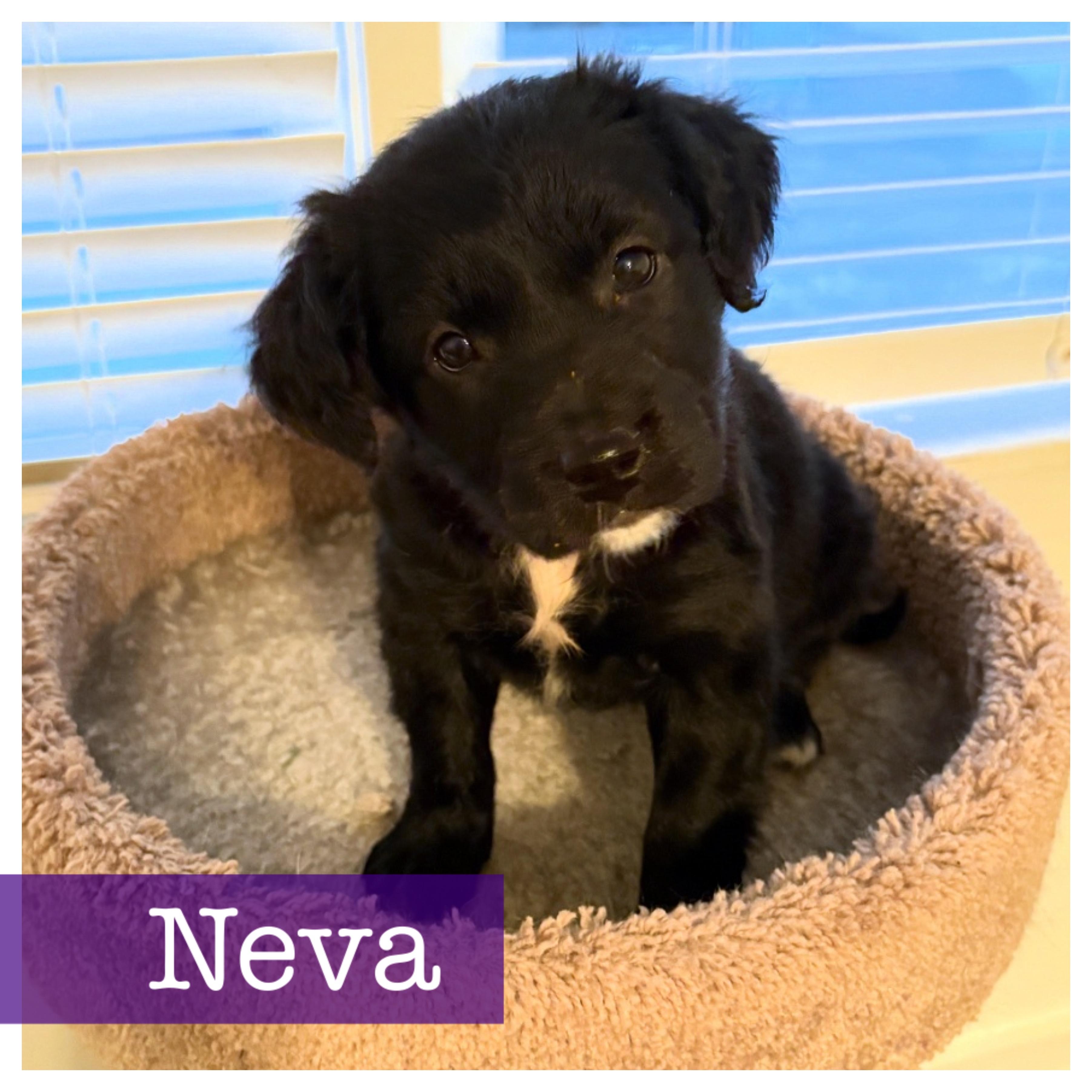 Enlarge Neva, an adopted mixed breed in Cumming, GA image 1/5