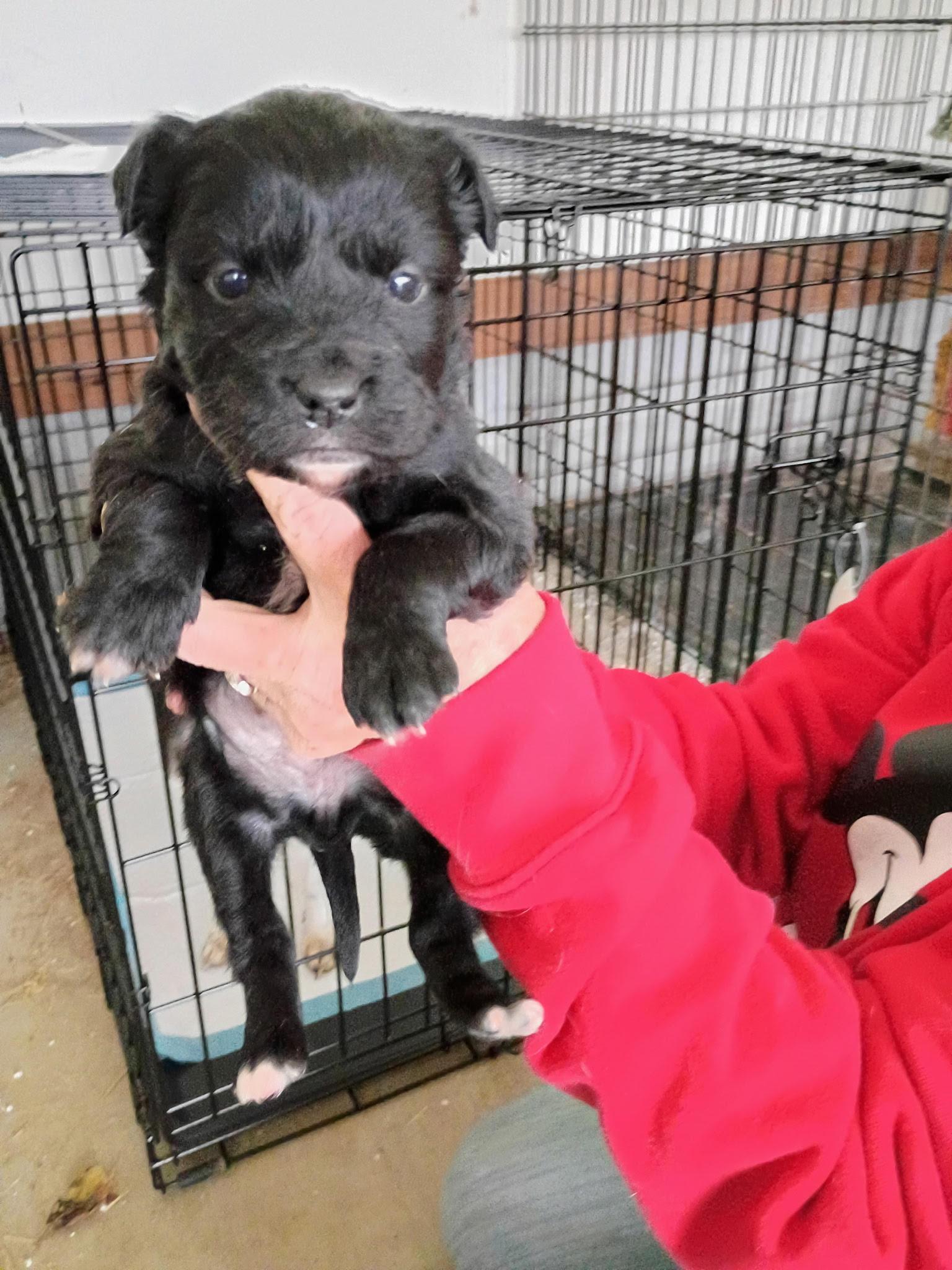 Enlarge Neva, an adopted mixed breed in Cumming, GA image 3/5