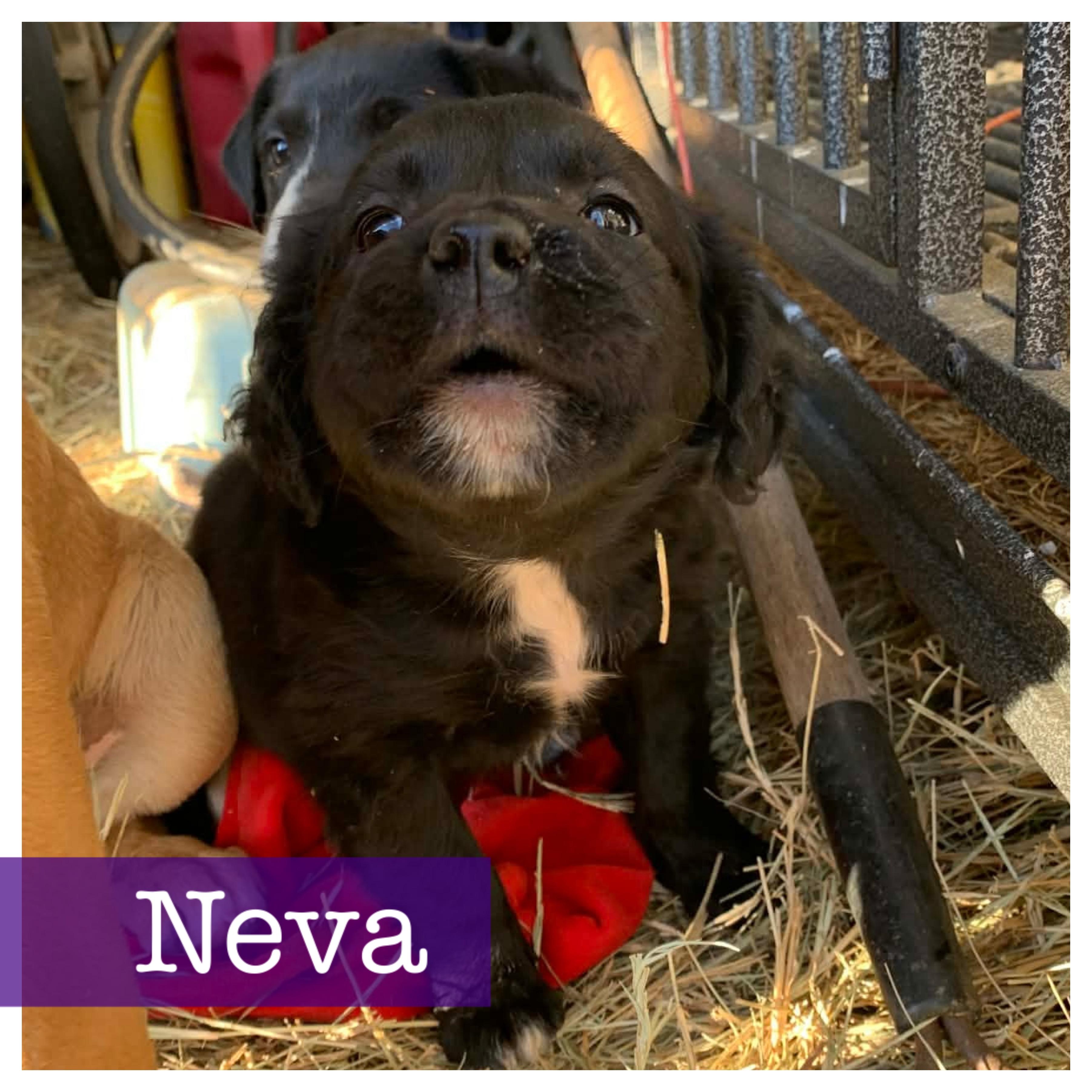 Enlarge Neva, an adopted mixed breed in Cumming, GA image 2/5