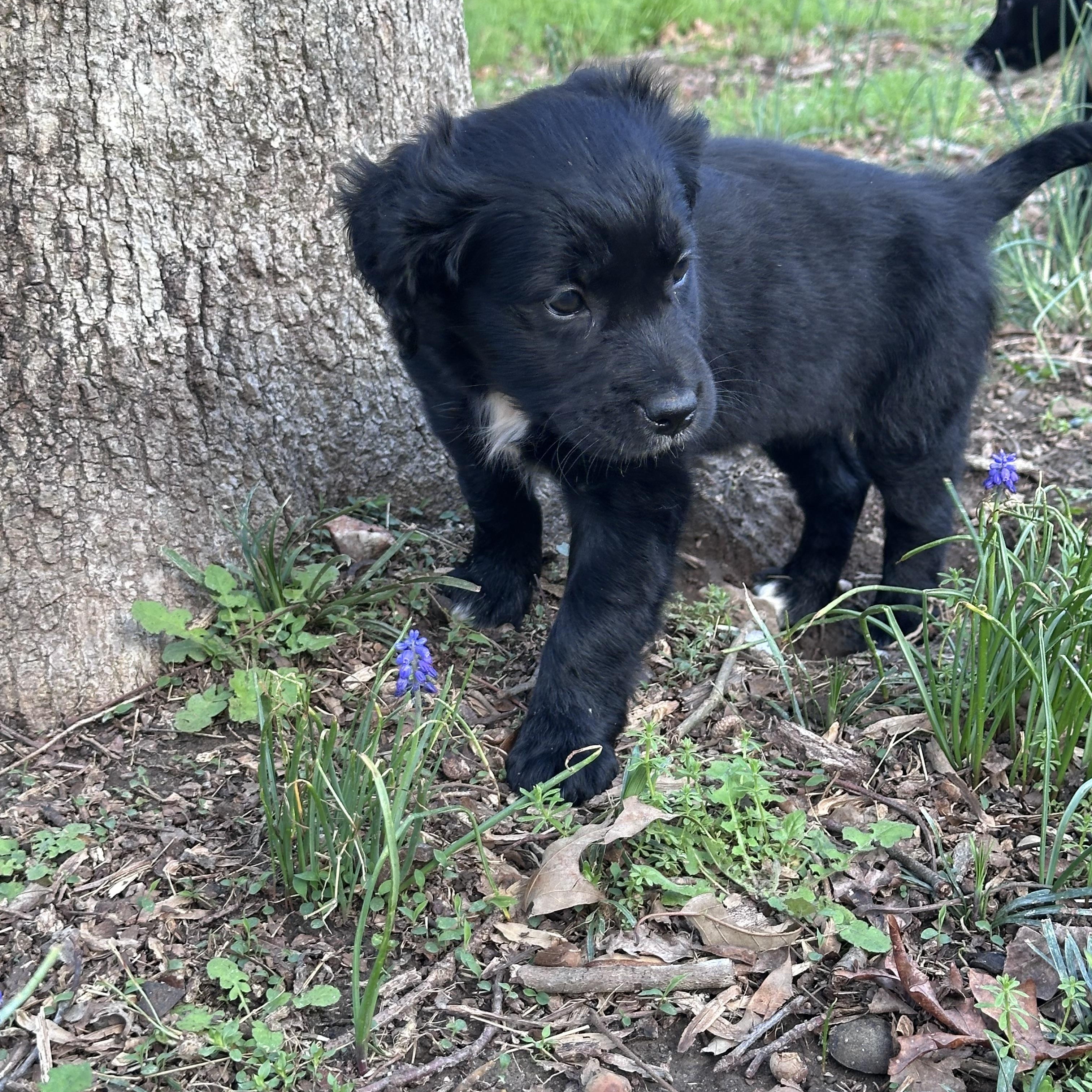 Enlarge Neva, an adopted mixed breed in Cumming, GA image 4/5