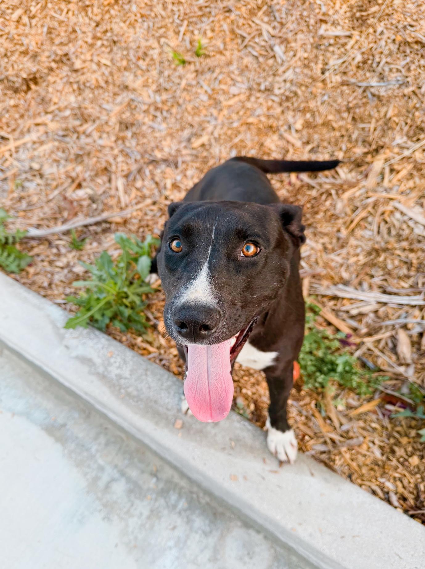 Lollipop, Adoptable, Young Female Labrador Retriever.