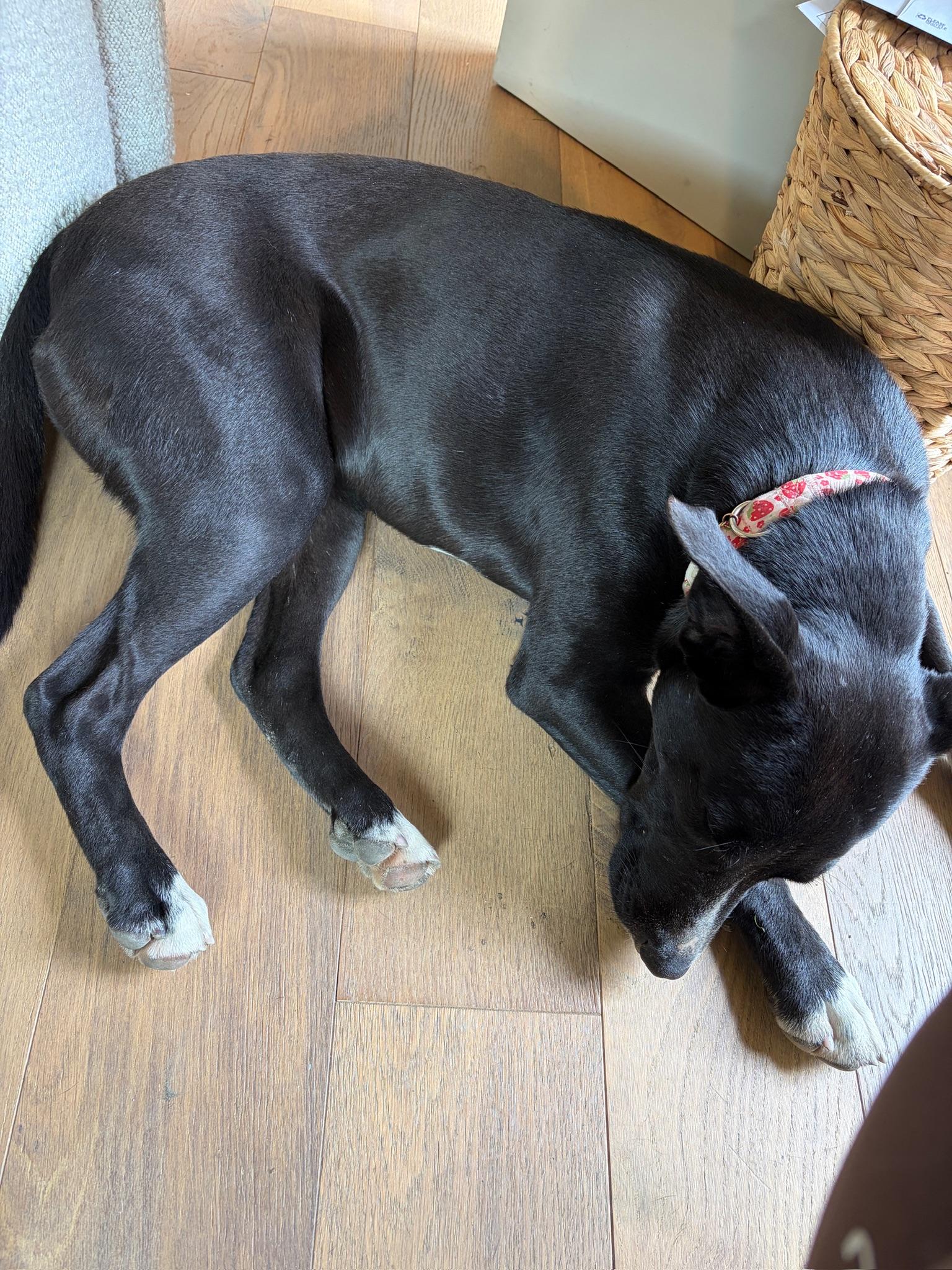 Enlarge Lollipop, a Adoptable mixed breed in Los Angeles , CA image 2/4