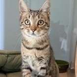 Enlarge Lois, a Adoptable Domestic Short Hair in Santa Cruz, CA image 4/4