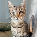 Enlarge Lois, a Adoptable Domestic Short Hair in Santa Cruz, CA image 2/4