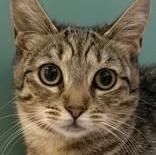 Enlarge Lois, a Adoptable Domestic Short Hair in Santa Cruz, CA image 3/4