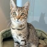 Enlarge Lois, a Adoptable Domestic Short Hair in Santa Cruz, CA image 1/4
