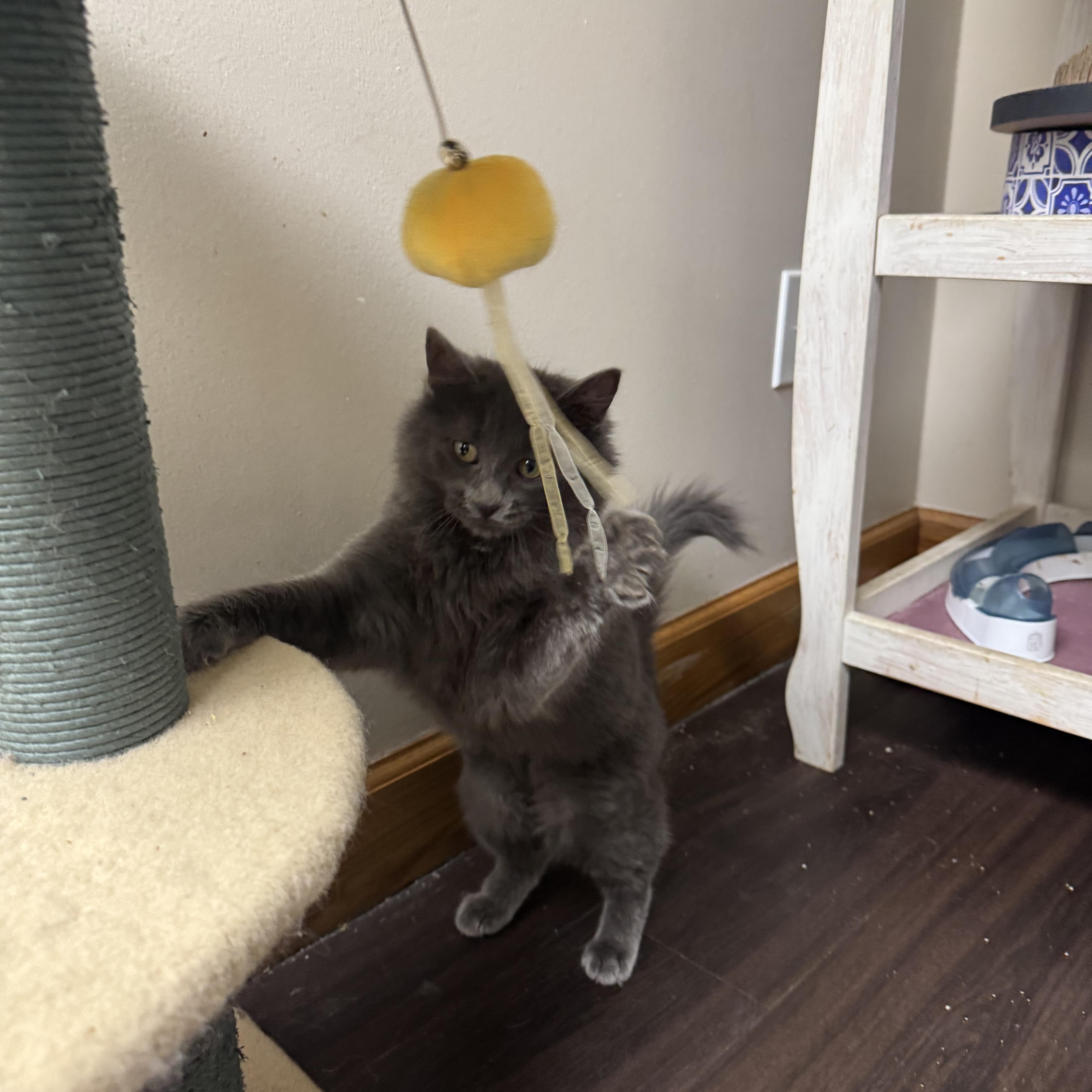 Enlarge Truffle , an adoptable Domestic Medium Hair in Grand Rapids, MI image 3/6