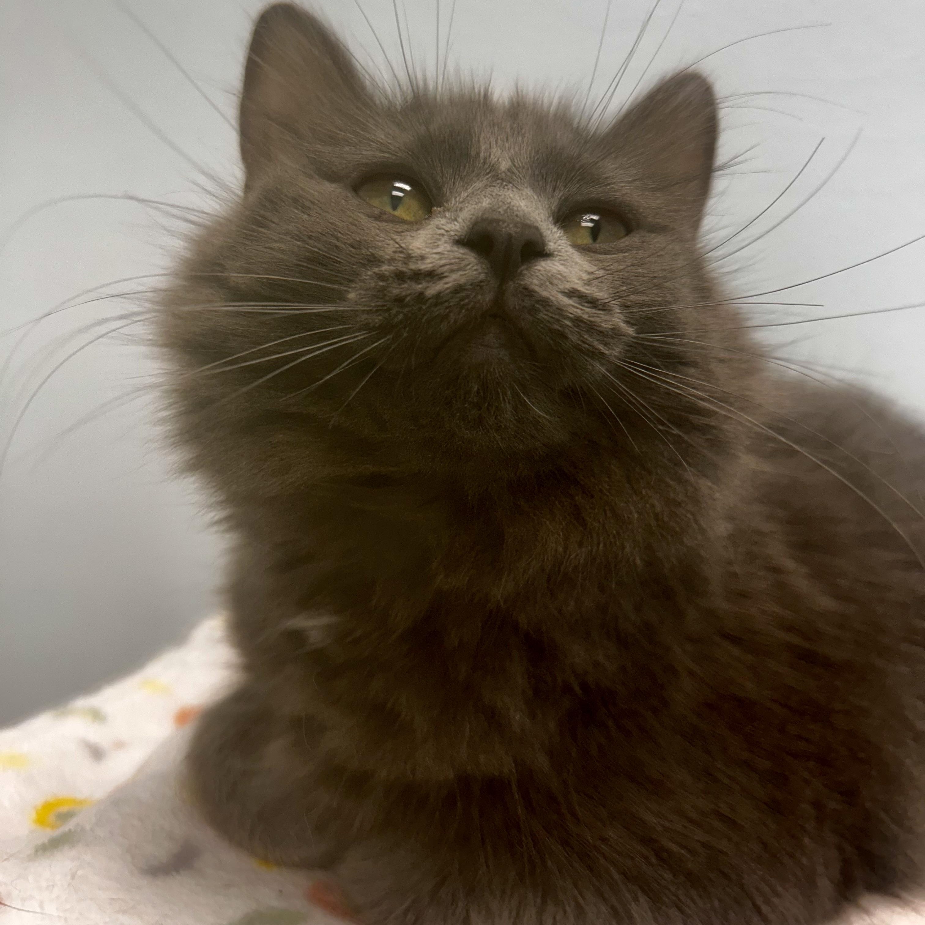 Enlarge Truffle , an adopted Domestic Medium Hair in Grand Rapids, MI image 2/6