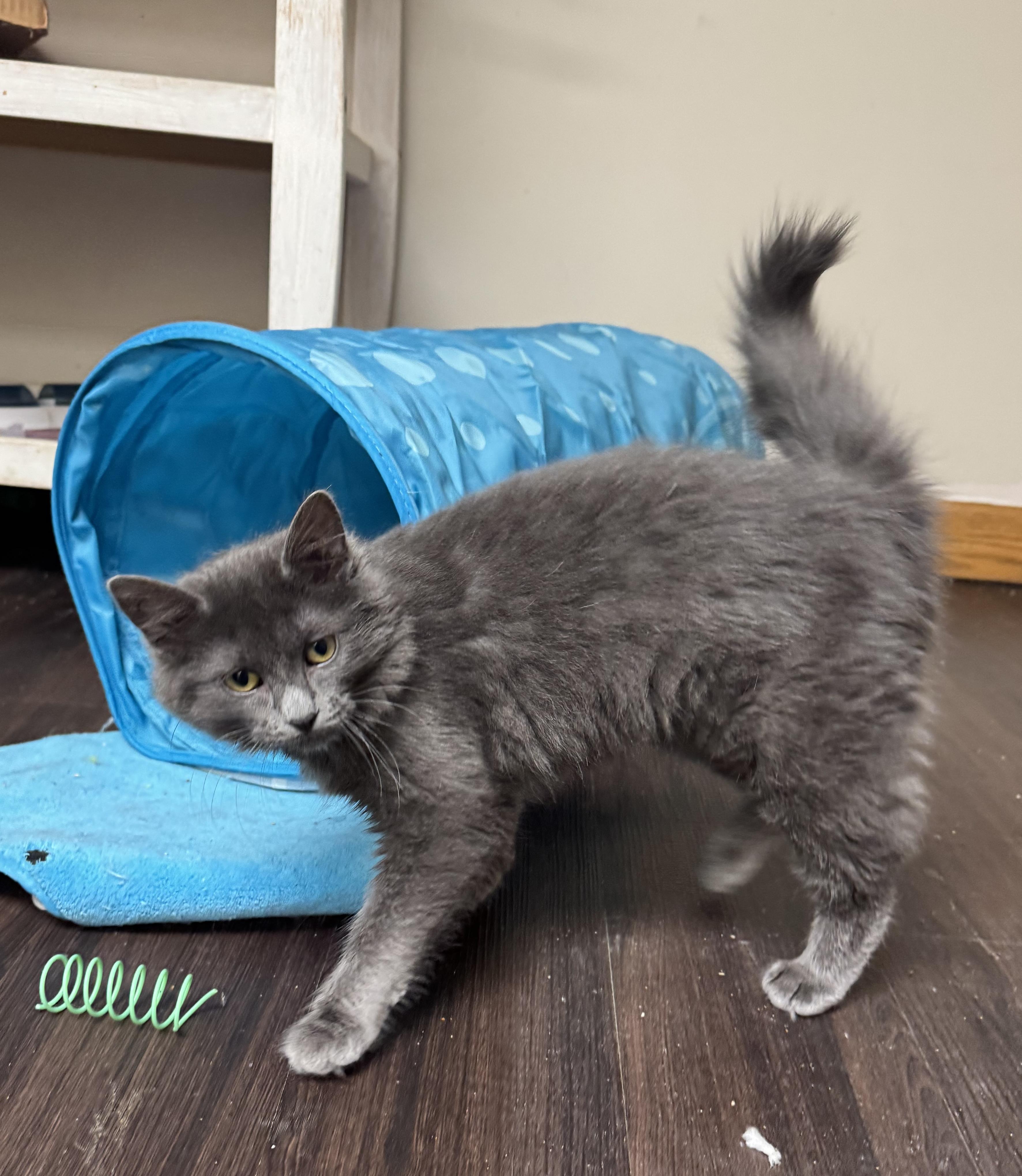 Enlarge Truffle , an adoptable Domestic Medium Hair in Grand Rapids, MI image 4/6