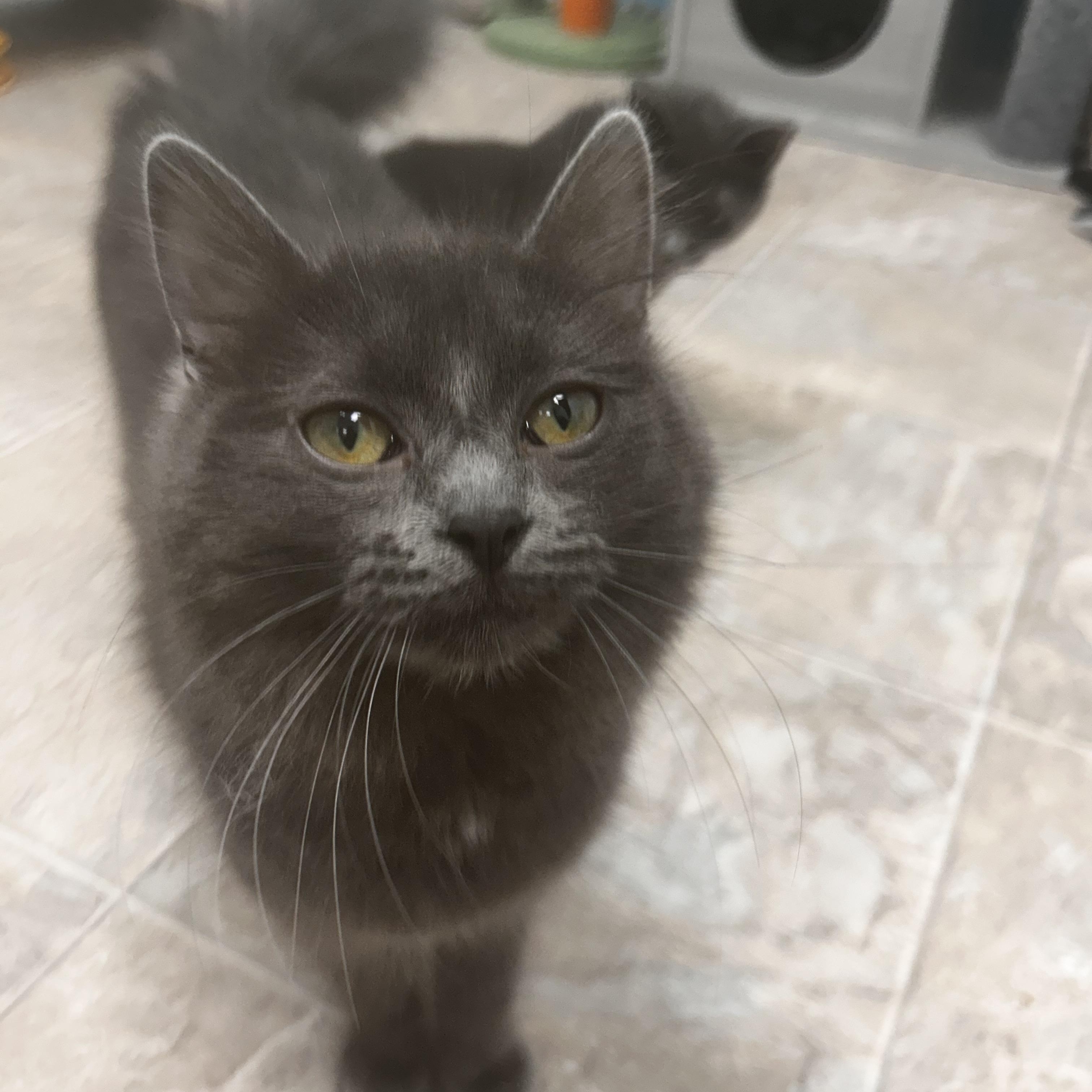 Enlarge Truffle , an adopted Domestic Medium Hair in Grand Rapids, MI image 1/6