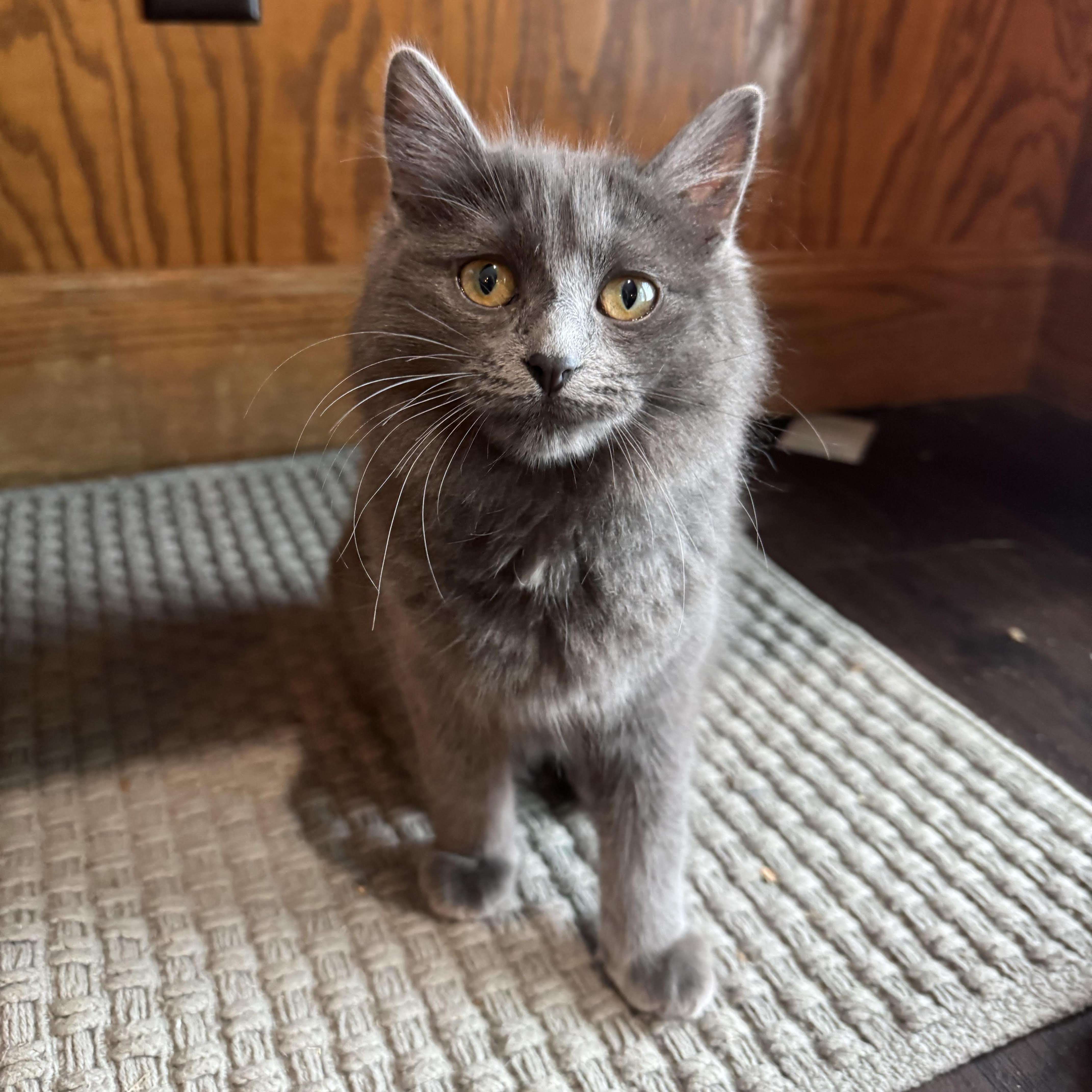 Enlarge Truffle , an adoptable Domestic Medium Hair in Grand Rapids, MI image 1/6
