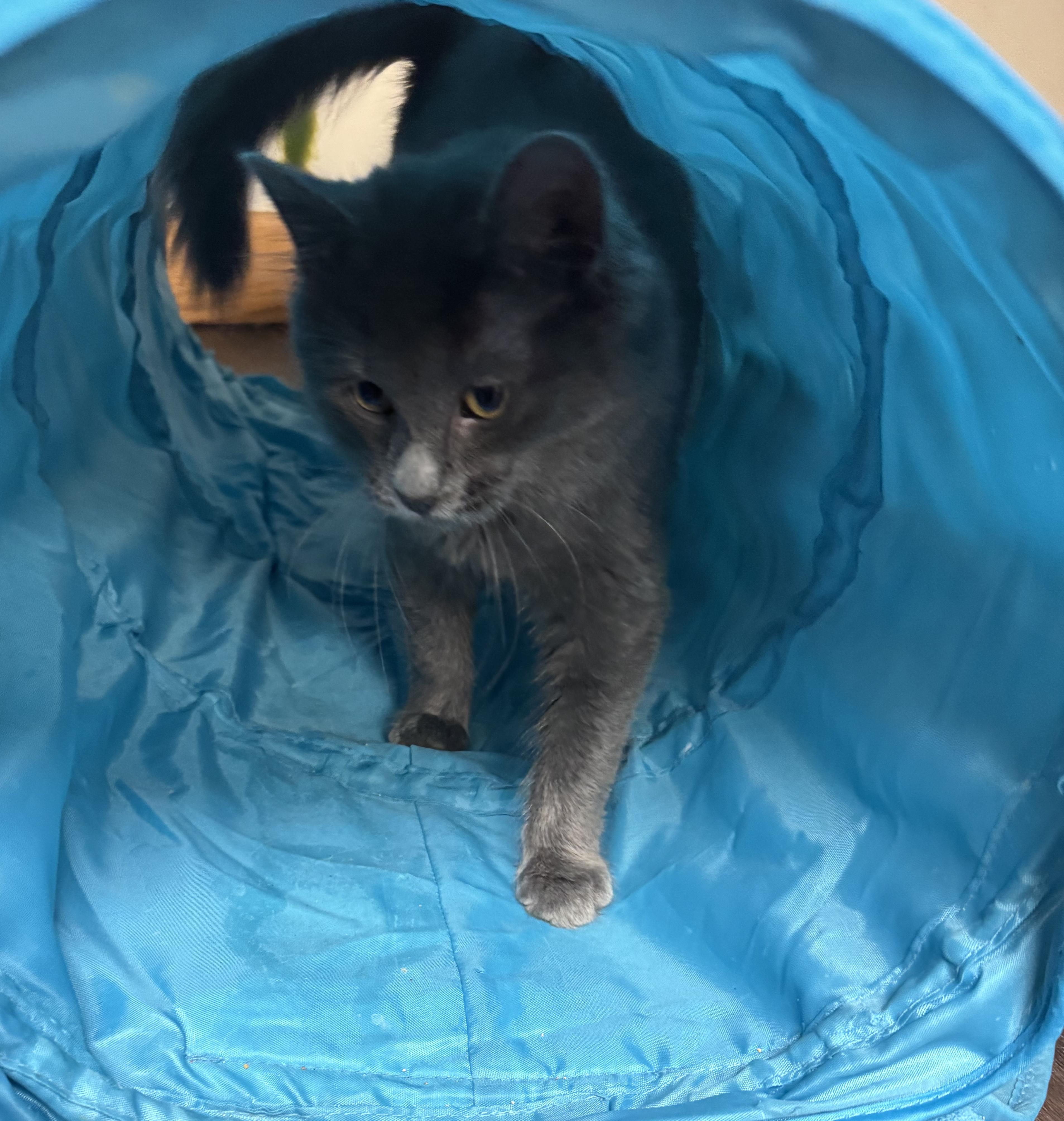 Enlarge Truffle , an adoptable Domestic Medium Hair in Grand Rapids, MI image 6/6