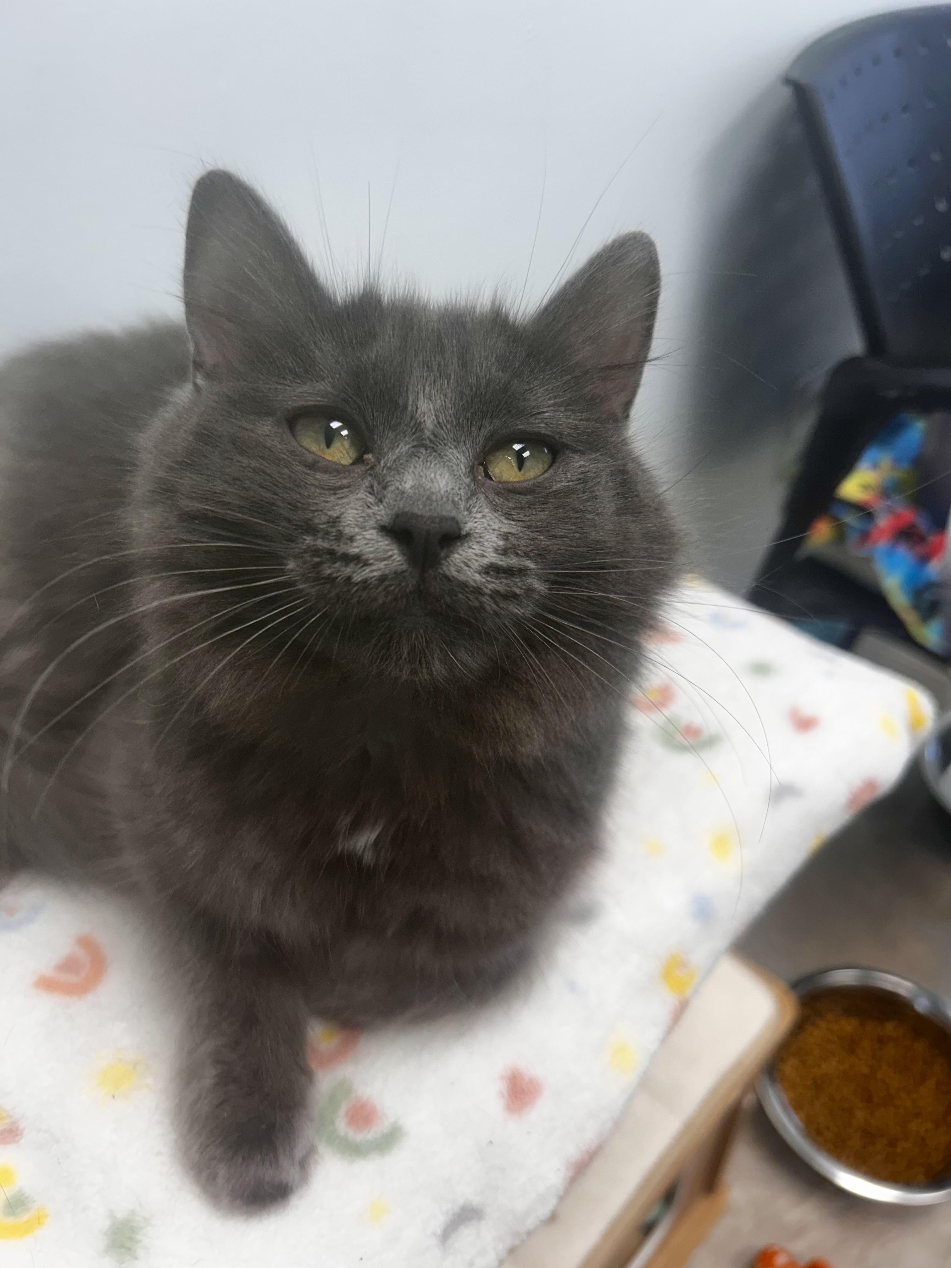 Enlarge Truffle , an adopted Domestic Medium Hair in Grand Rapids, MI image 3/6