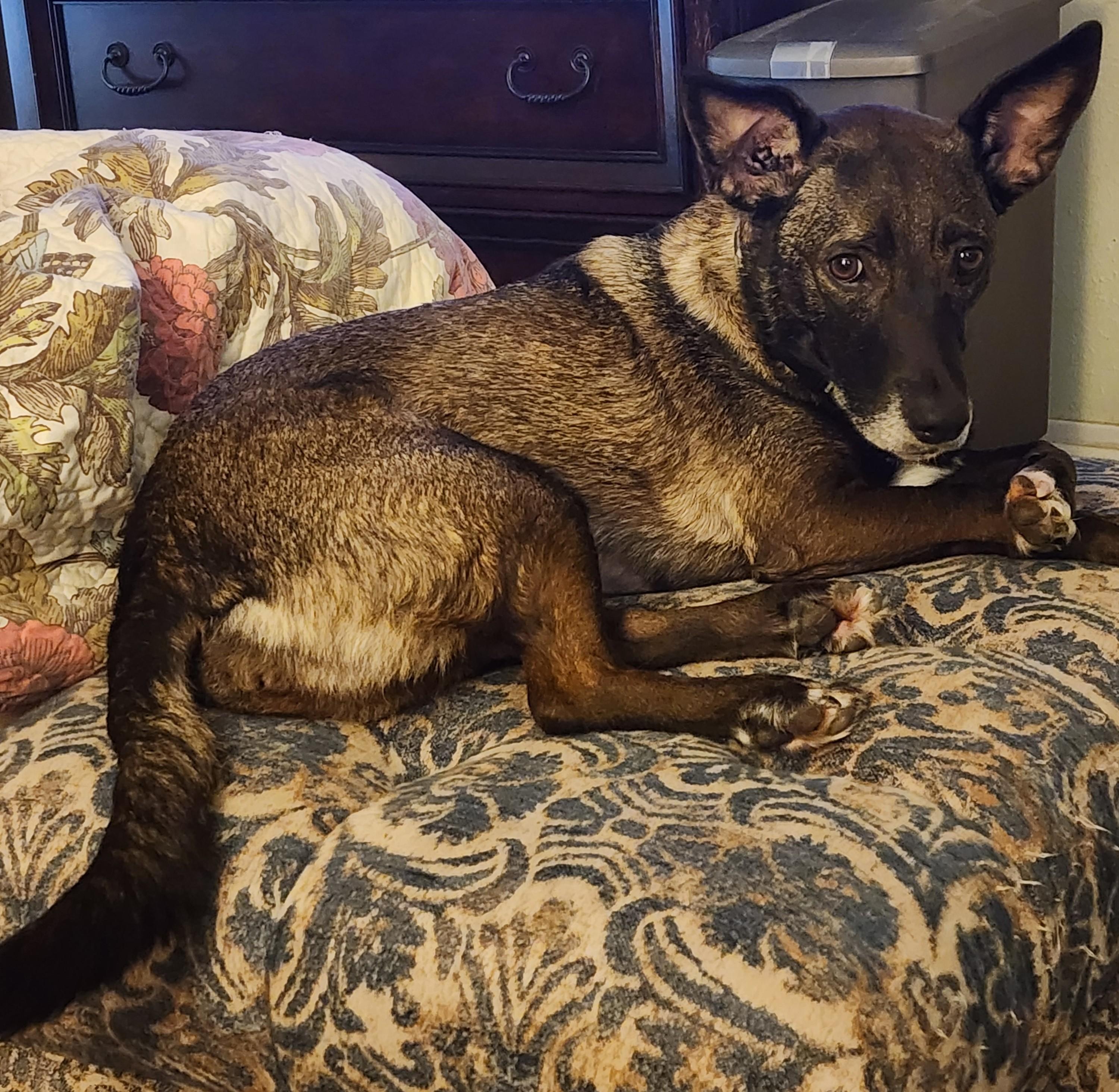 Bridgette, a ADOPTABLE mixed breed in Lewisville, TX image 3/5