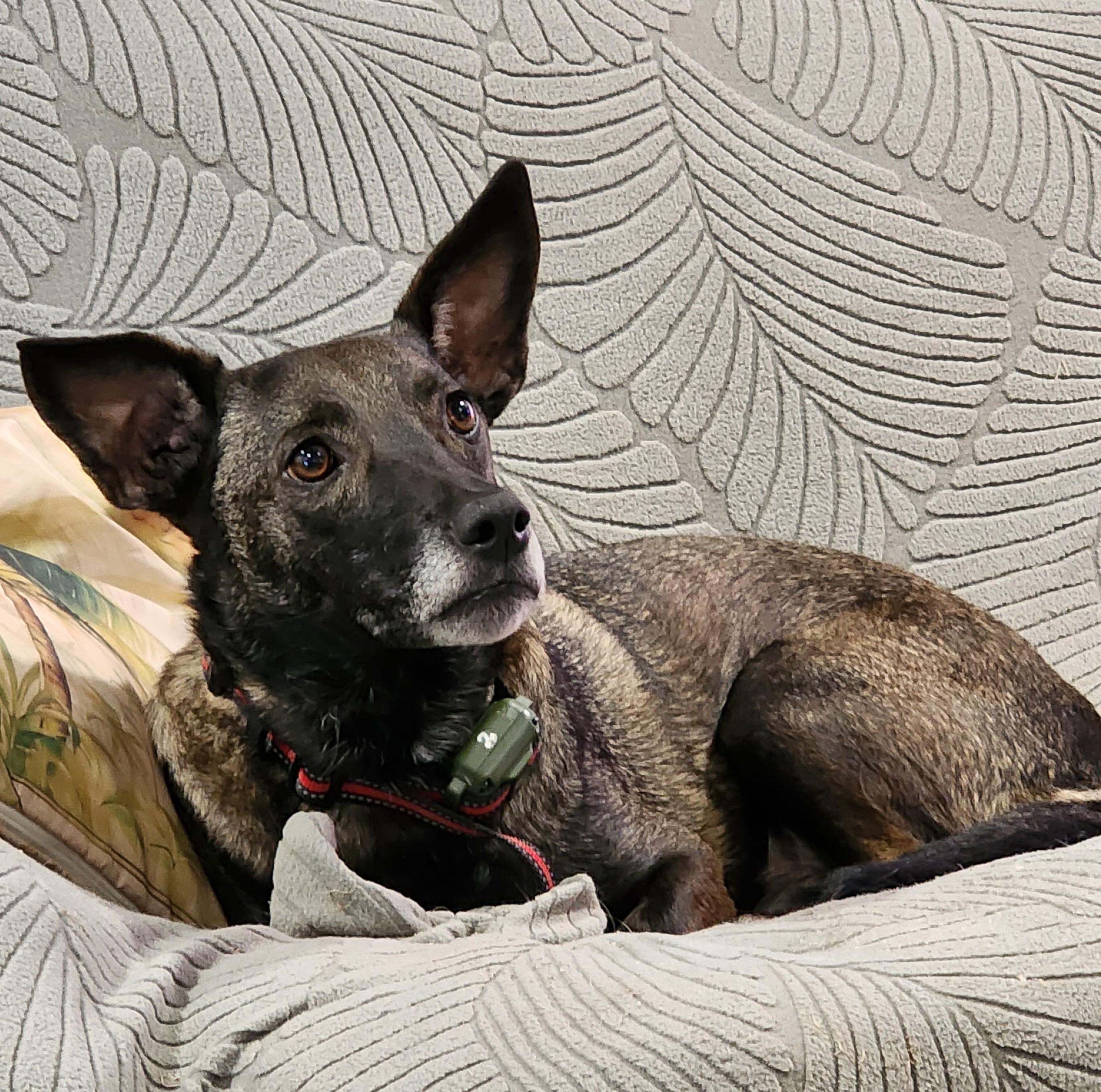 Bridgette, a ADOPTABLE mixed breed in Lewisville, TX image 2/5