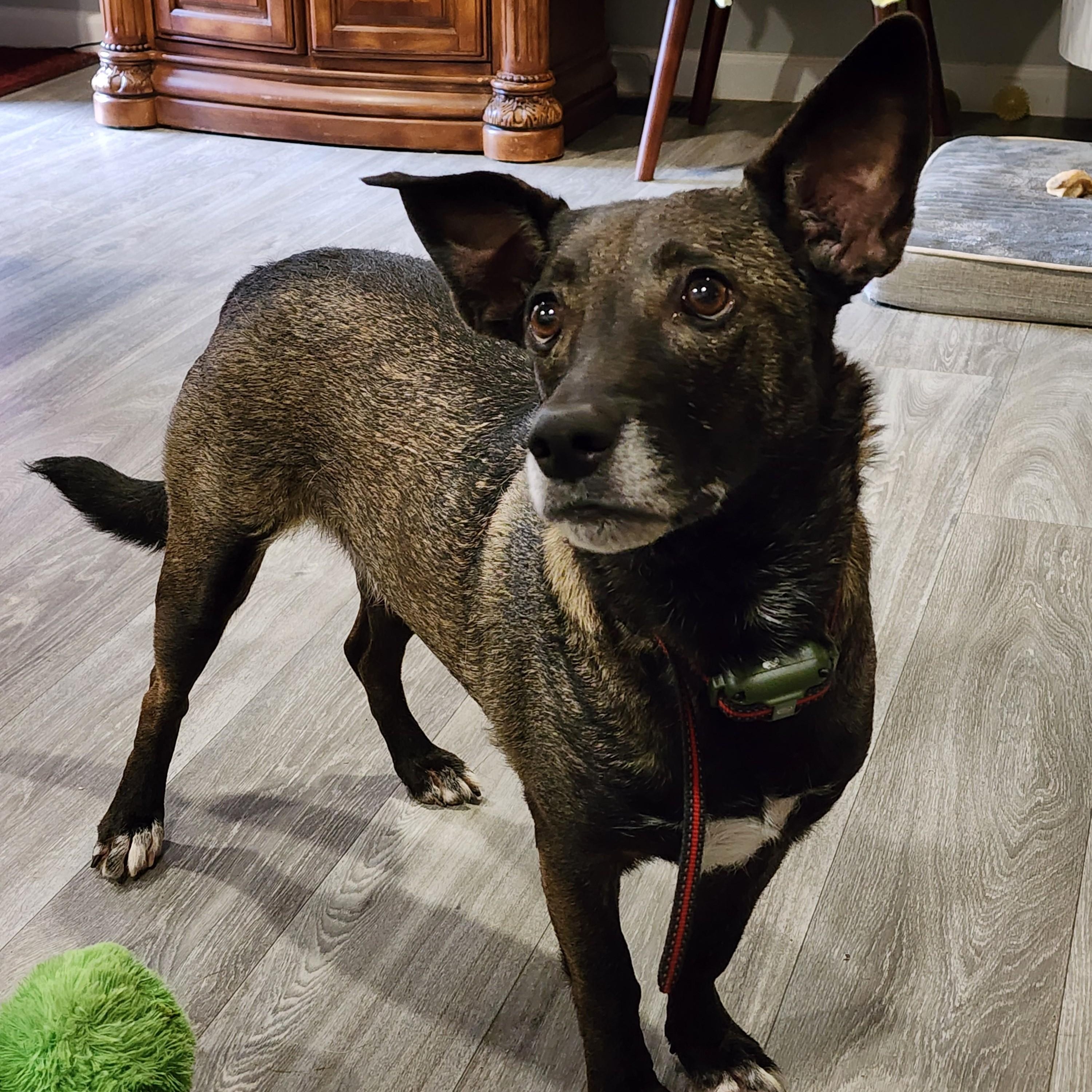 Bridgette, a ADOPTABLE mixed breed in Lewisville, TX image 1/5