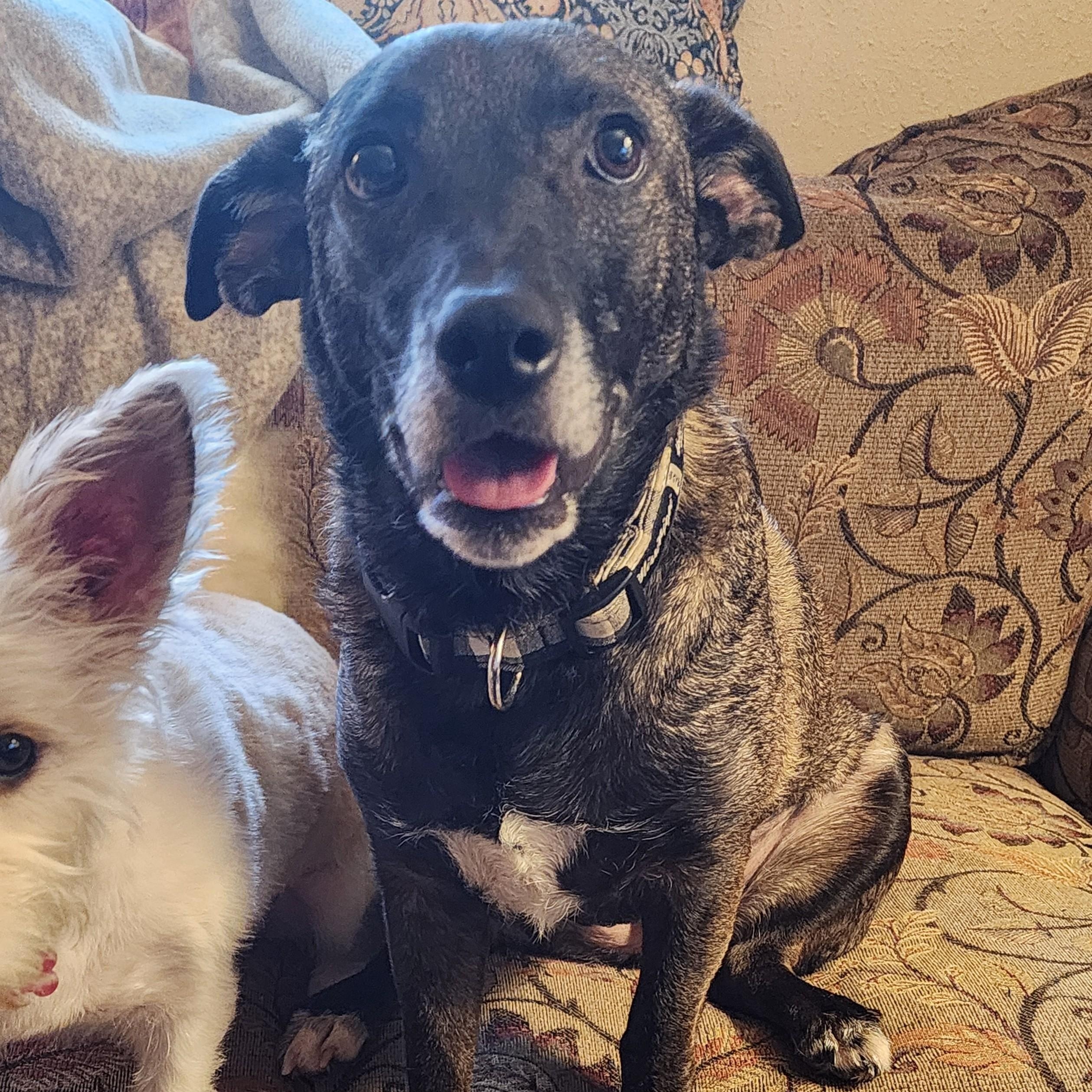 Bridgette, a ADOPTABLE mixed breed in Lewisville, TX image 4/5