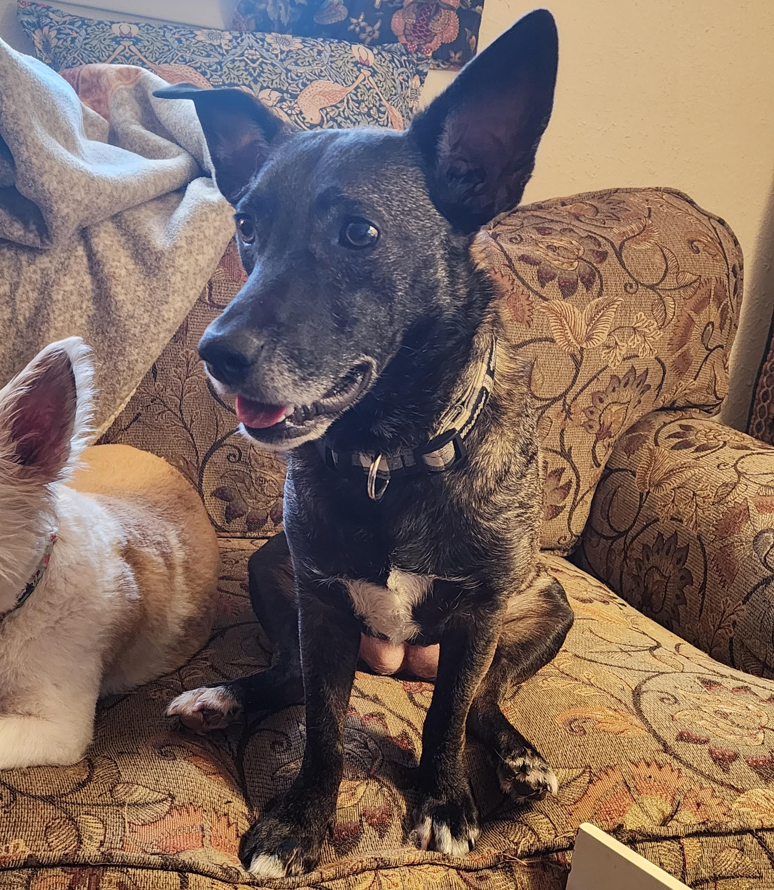 Bridgette, a ADOPTABLE mixed breed in Lewisville, TX image 5/5