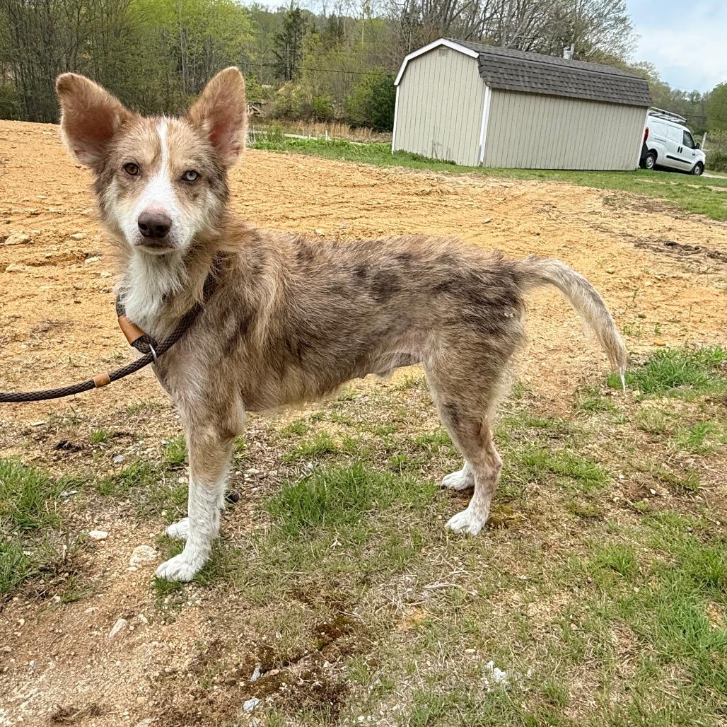 Enlarge CT Auggie *Foster me!*, a Adoptable mixed breed in Stormville, NY image 1/6