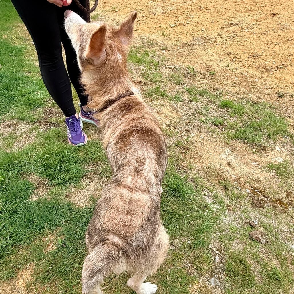 Enlarge CT Auggie *Foster me!*, a Adoptable mixed breed in Stormville, NY image 2/6