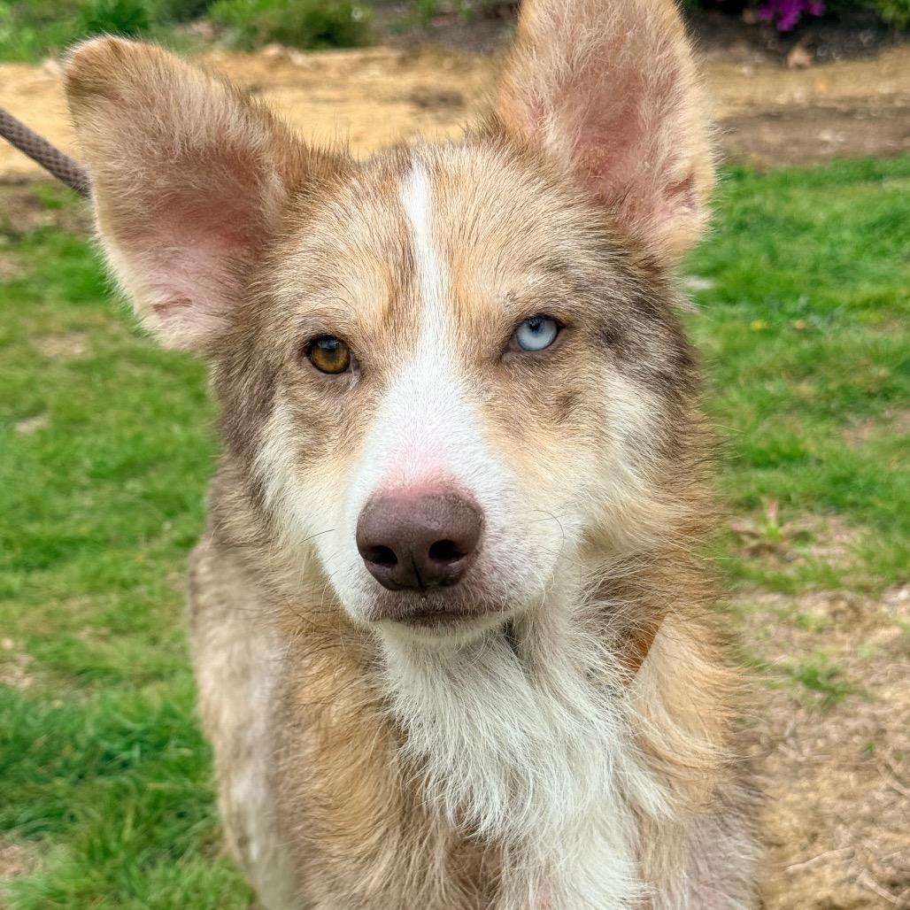 Enlarge CT Auggie *Foster me!*, a Adoptable mixed breed in Stormville, NY image 3/6