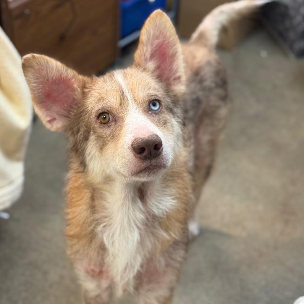 Enlarge CT Auggie *Foster me!*, a Adoptable mixed breed in Stormville, NY image 4/6