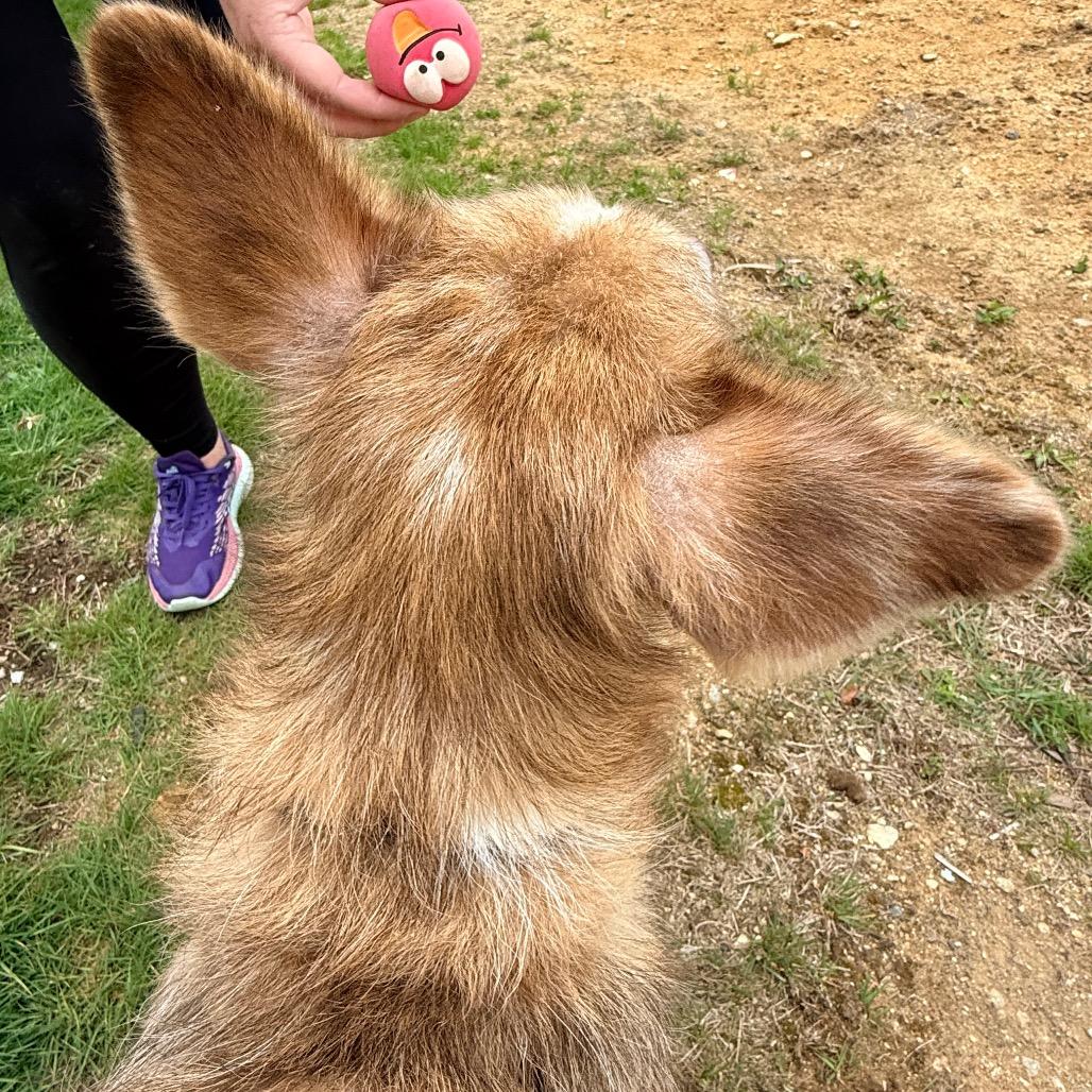 Enlarge CT Auggie *Foster me!*, a Adoptable mixed breed in Stormville, NY image 5/6