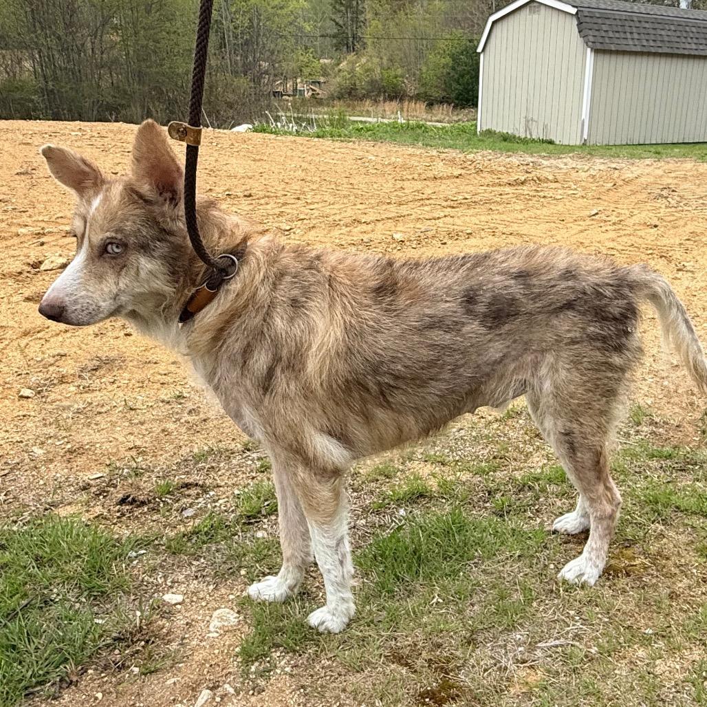 Enlarge CT Auggie *Foster me!*, a Adoptable mixed breed in Stormville, NY image 6/6
