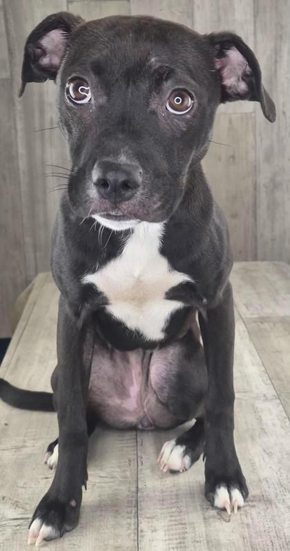 Punkin, Adoptable, Puppy Female Terrier & Mixed Breed.