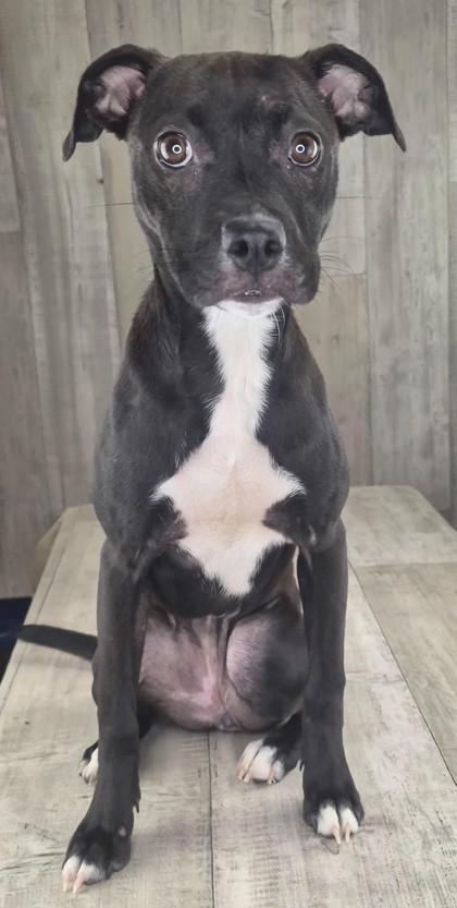 Enlarge Punkin, a Adoptable mixed breed in Shreveport, LA image 2/2
