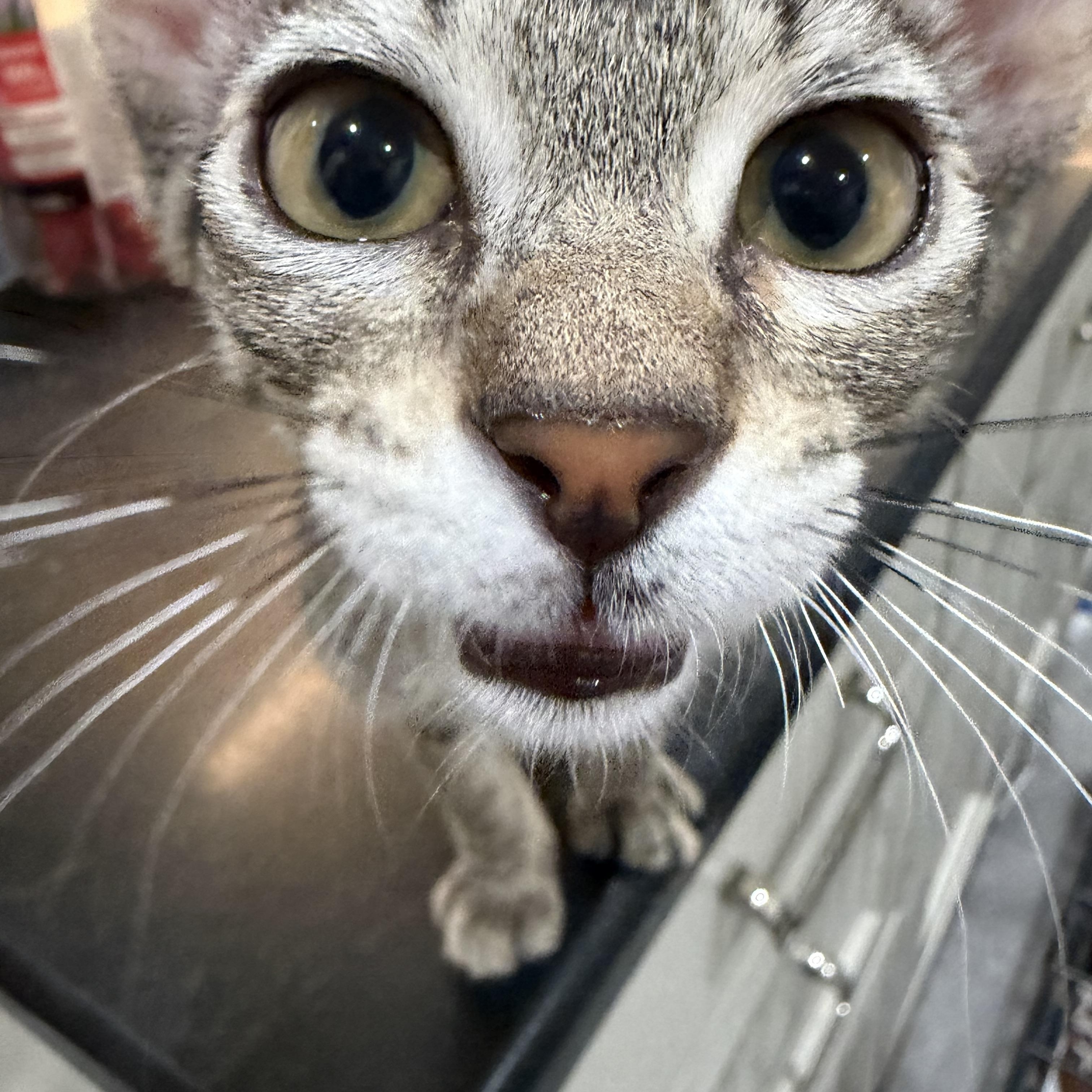 Happy Camper, a Adoptable Domestic Short Hair in Boston, MA image 4/4