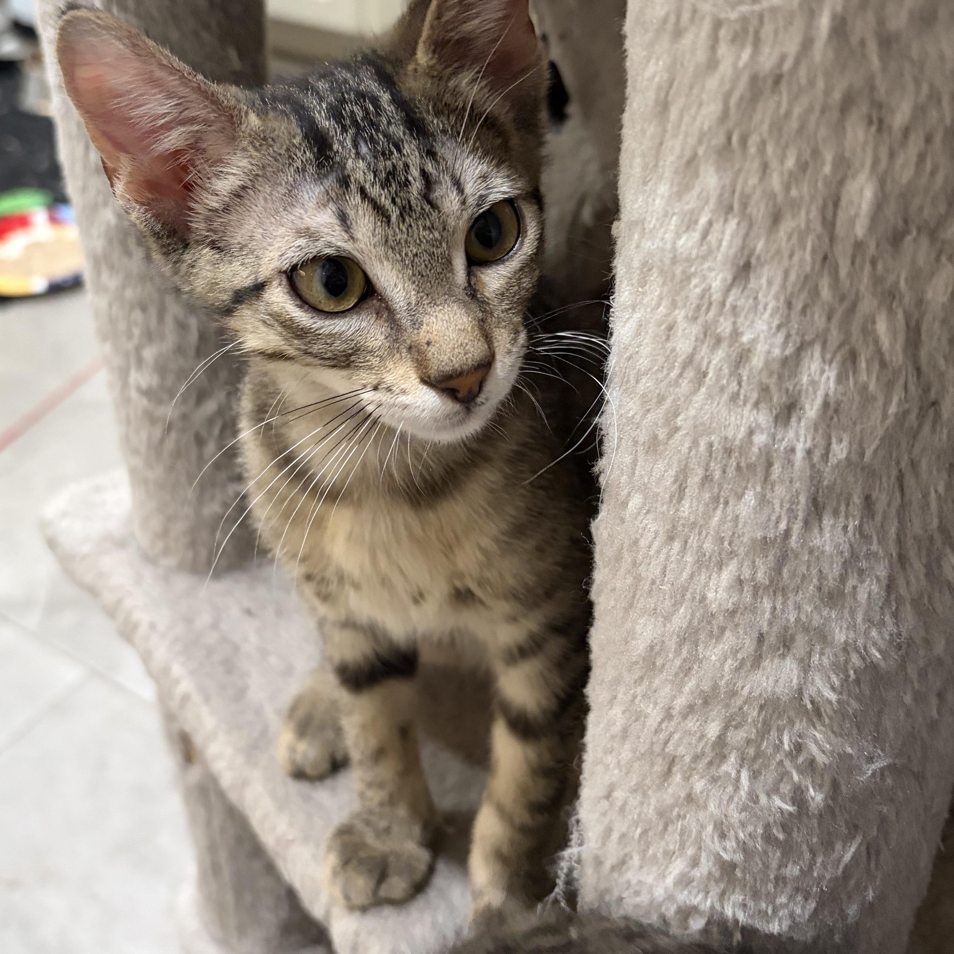 Happy Camper, a Adoptable Domestic Short Hair in Boston, MA image 3/4