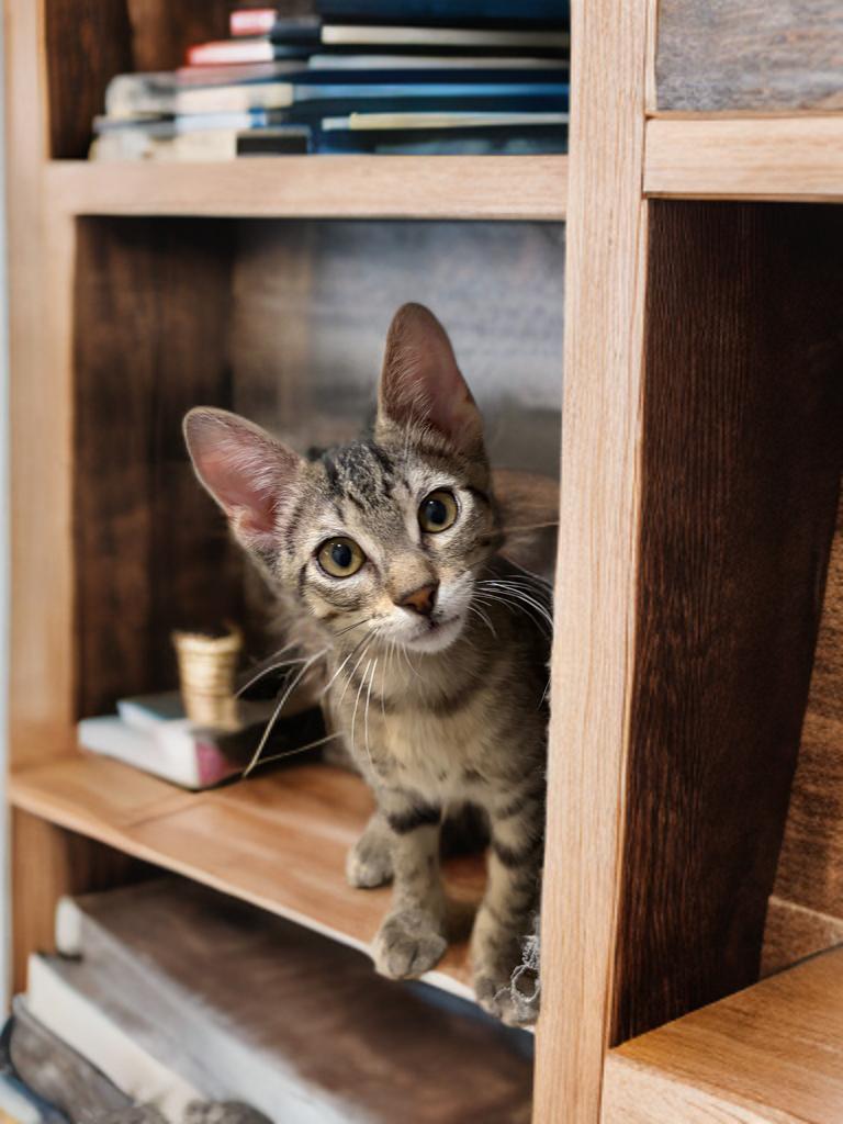 Happy Camper, a Adoptable Domestic Short Hair in Boston, MA image 1/4