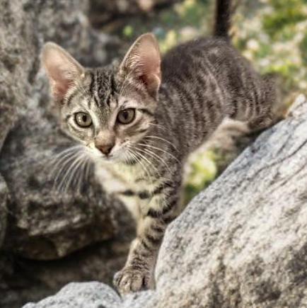 Happy Camper, a Adoptable Domestic Short Hair in Boston, MA image 2/4