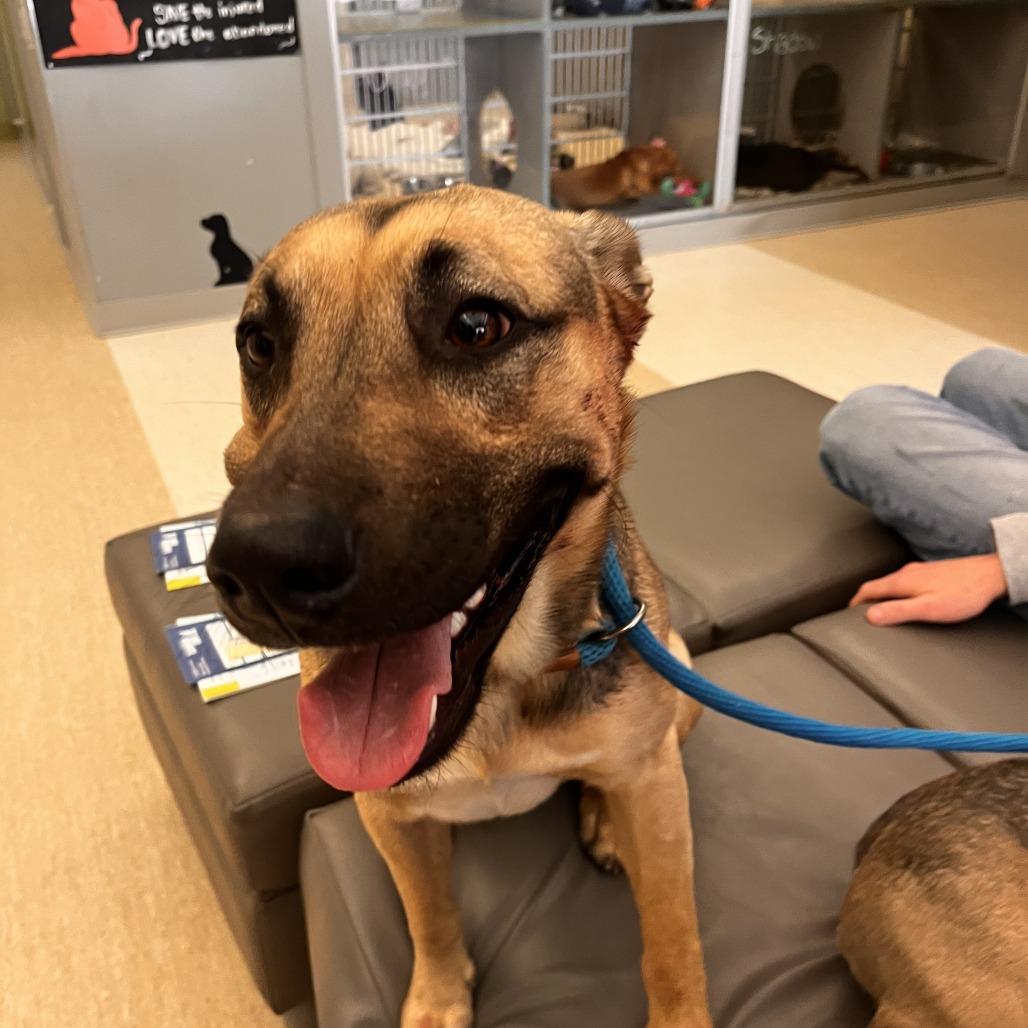 Enlarge Ares, a Adoptable Mixed Breed in Red House, WV image 1/1