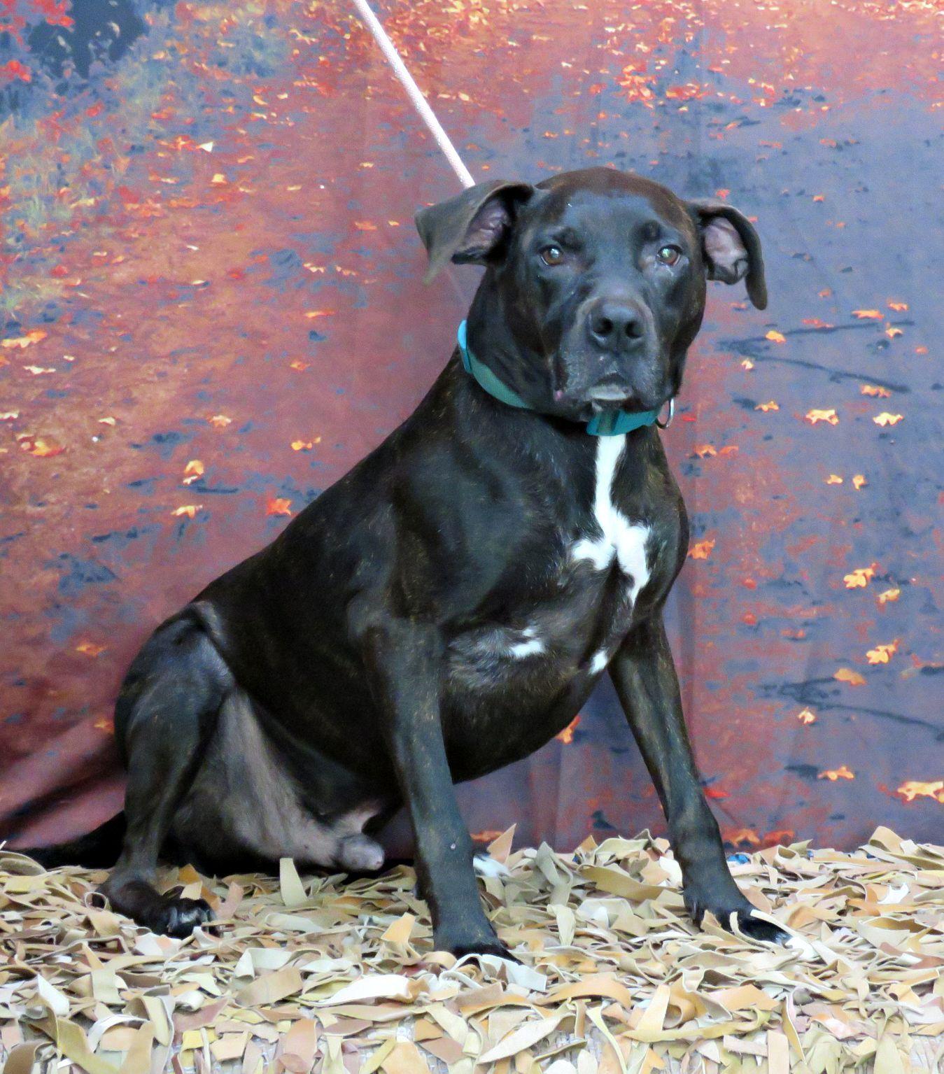 Jack, Adoptable, Adult Male Pit Bull Terrier.