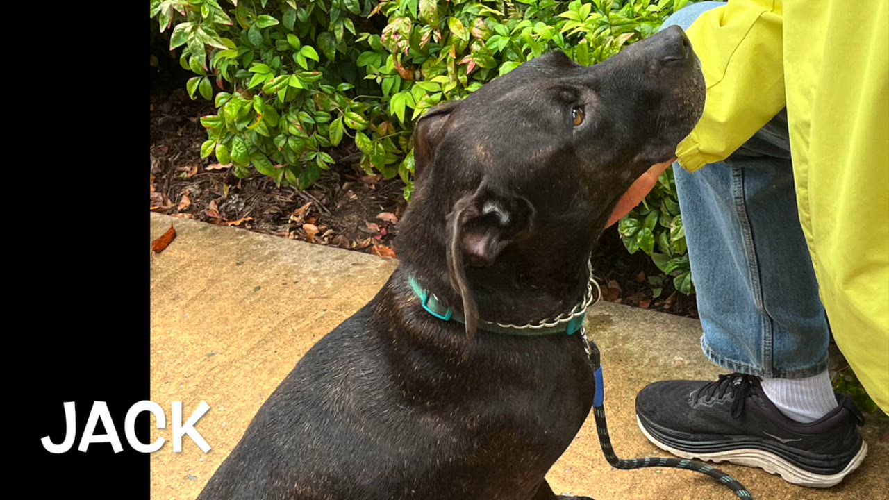 Enlarge Jack, a Adoptable mixed breed in Lexington, VA video 2/2