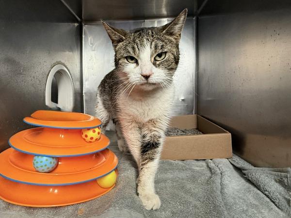 Princess Leia, Adoptable, Adult Female Domestic Short Hair.