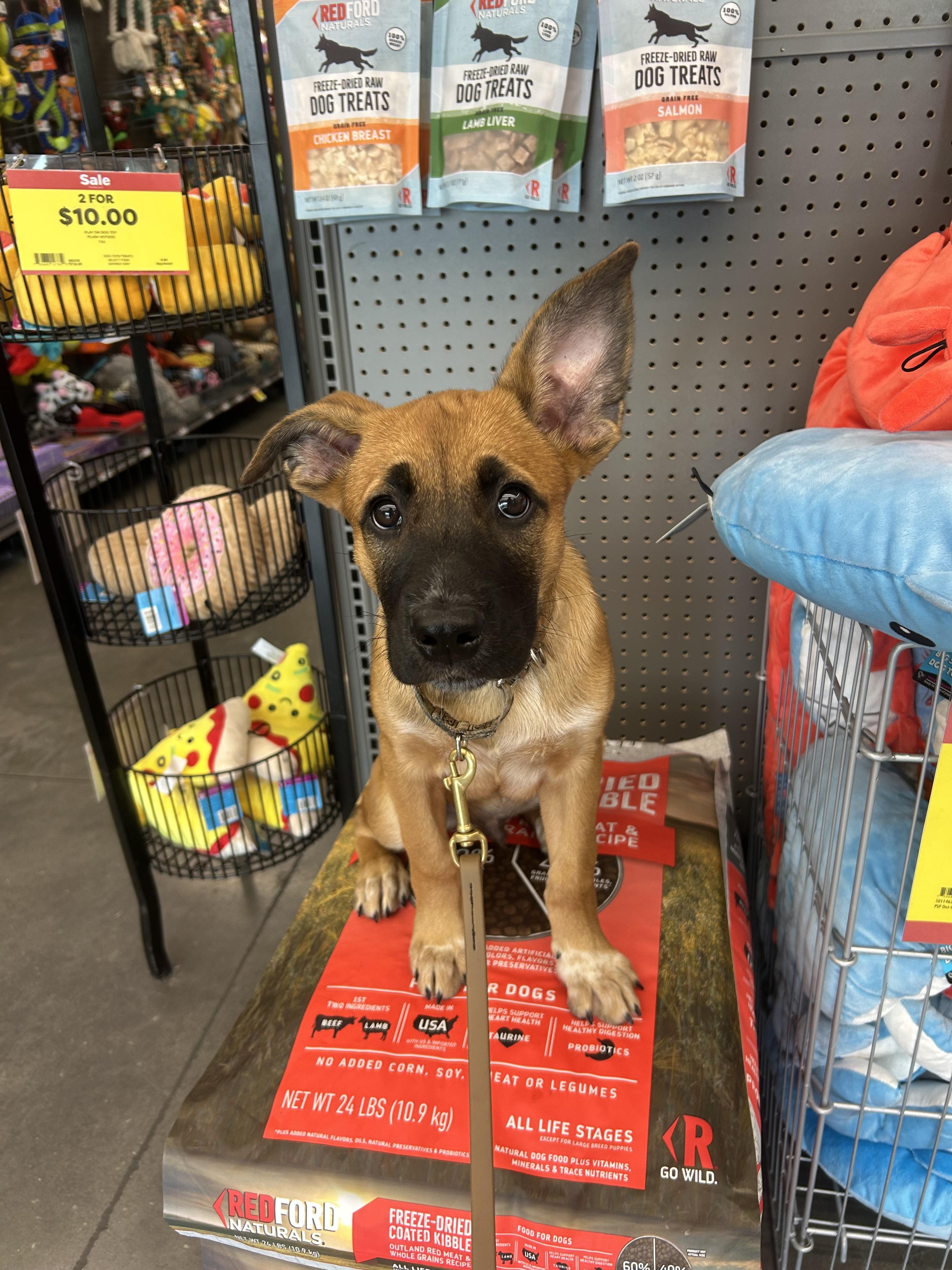 Jax, Adoptable, Young Male Pit Bull Terrier & Australian Cattle Dog / Blue Heeler.