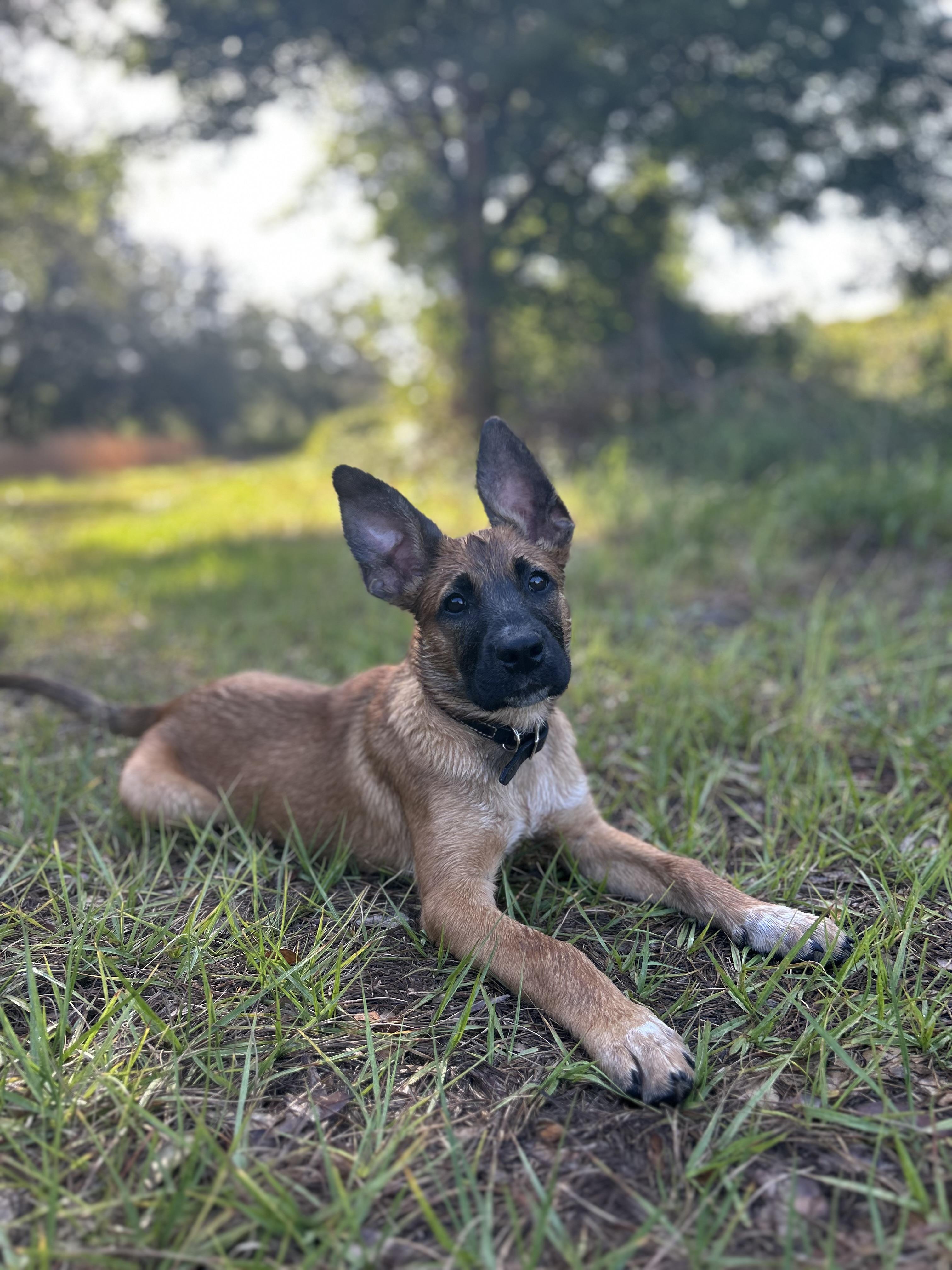 Enlarge Jax, a Adoptable mixed breed in Parrish, FL image 2/6