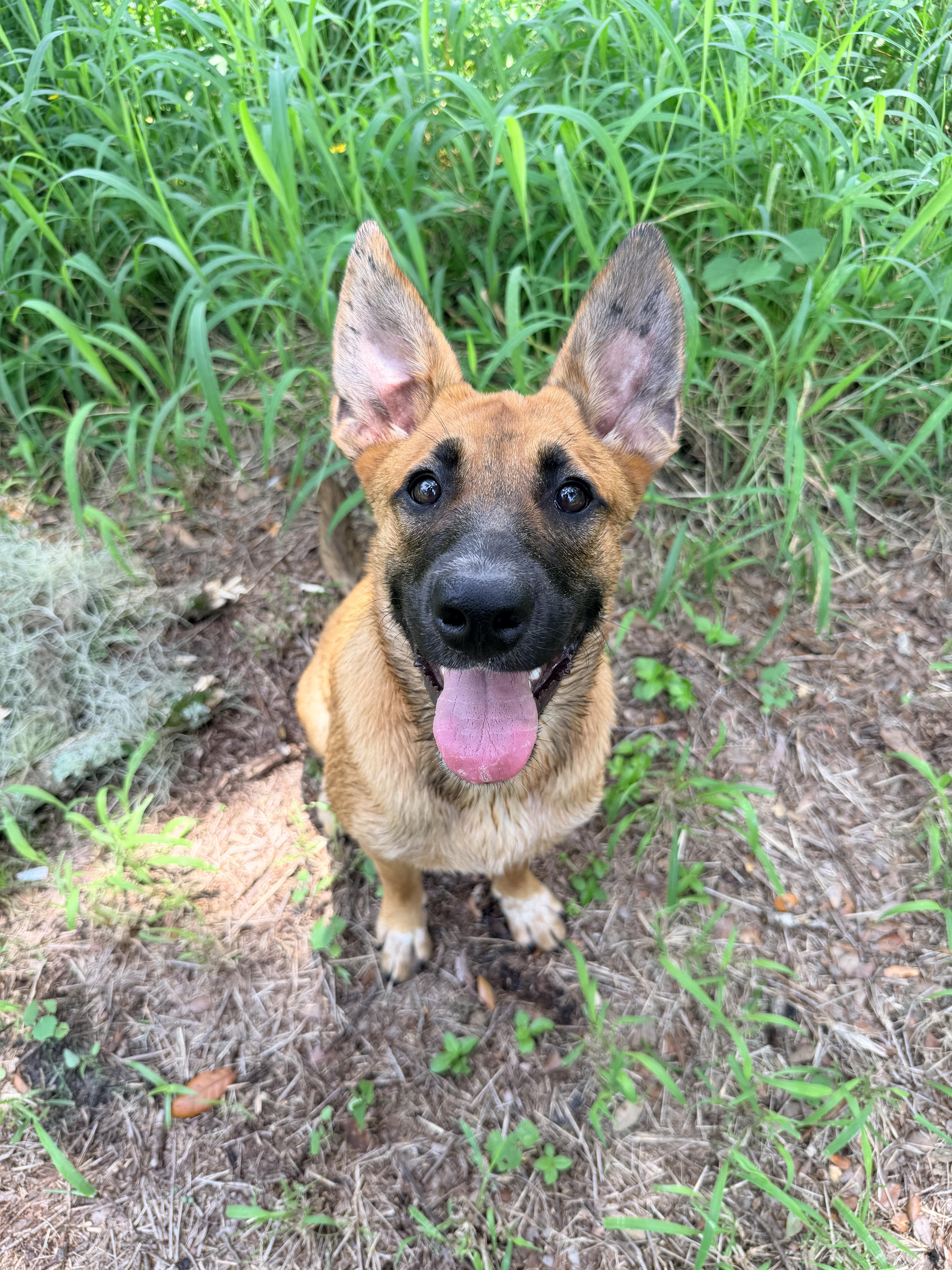 Enlarge Jax, a Adoptable mixed breed in Parrish, FL image 3/6