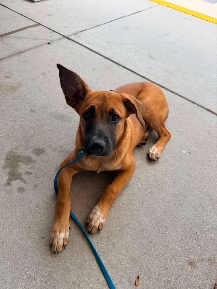 Enlarge Jax, a Adoptable mixed breed in Parrish, FL image 5/6