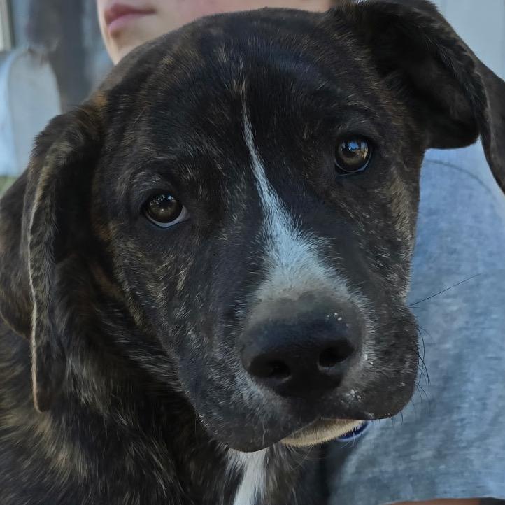 Enlarge Dol, a Adoptable mixed breed in Klamath Falls, OR image 1/1