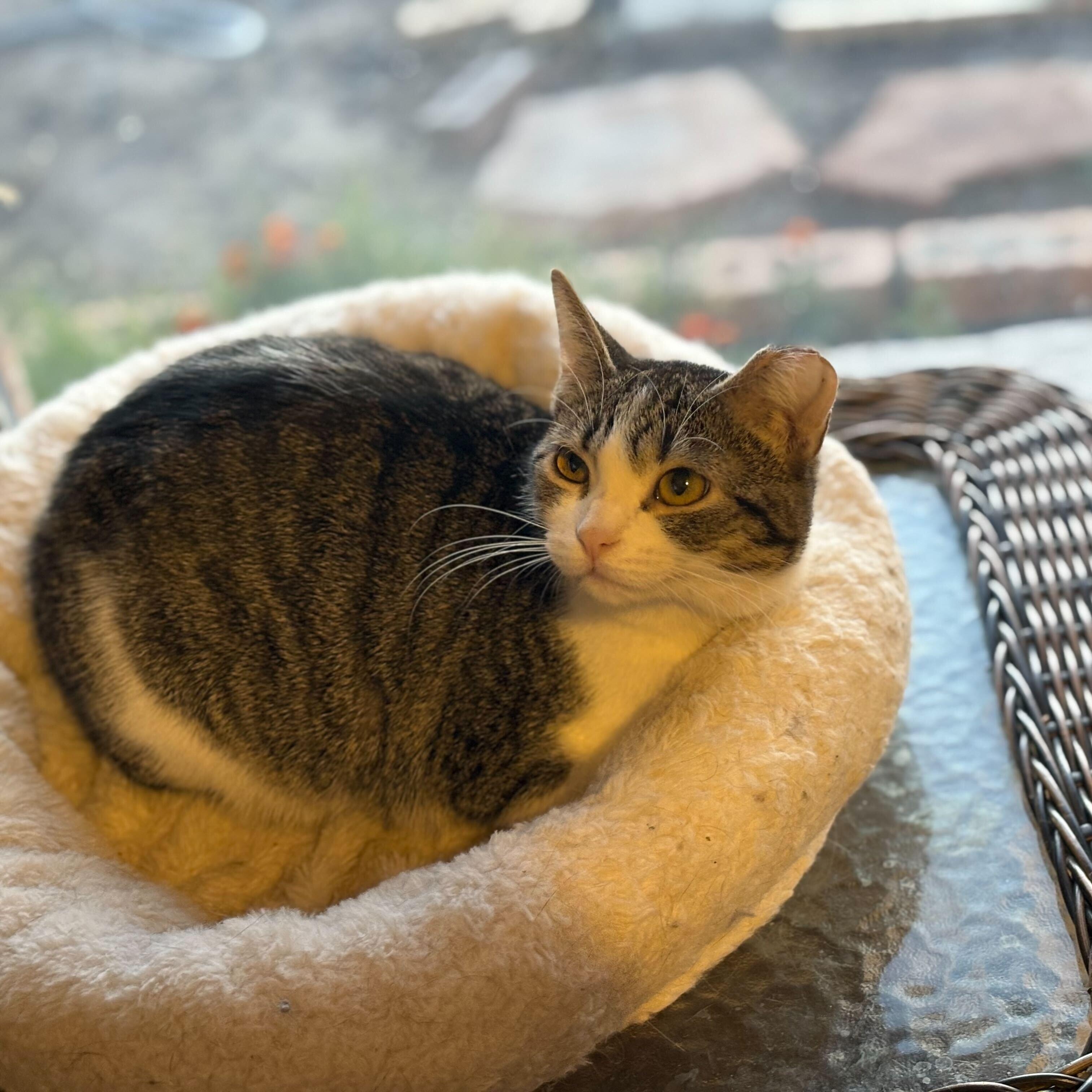 Enlarge Megatron, a Adoptable Tabby in Las Cruces, NM image 1/3