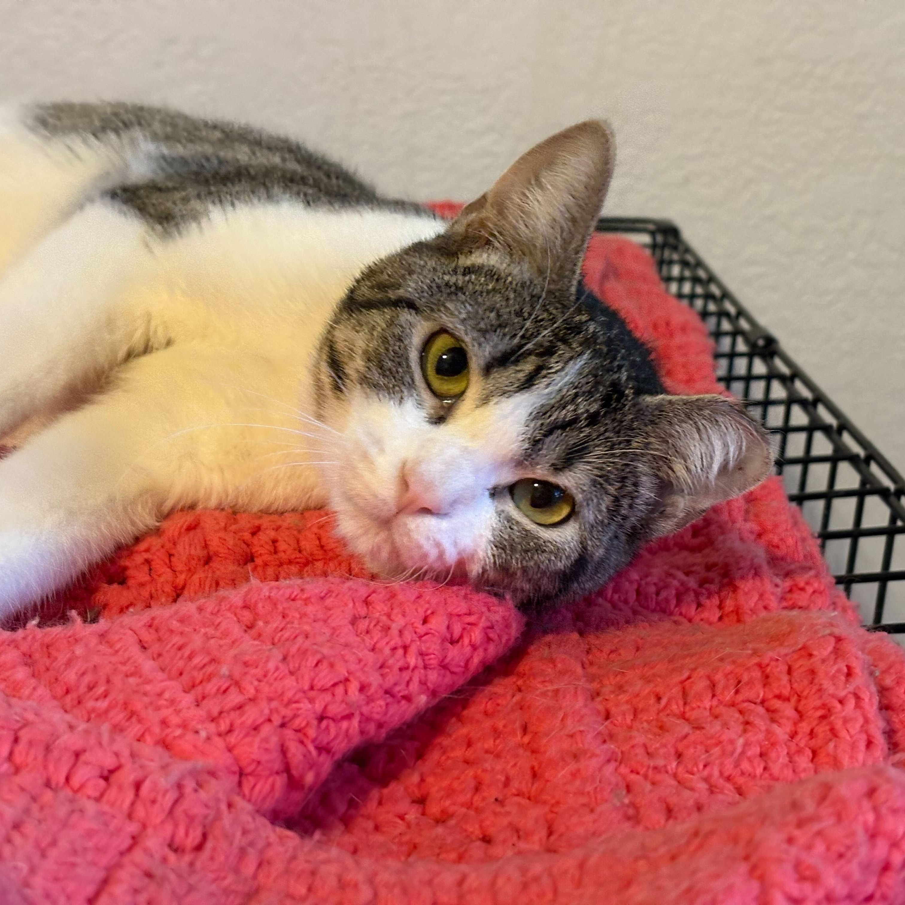 Megatron, an adoptable Tabby in Las Cruces, NM, 88001 | Photo Image 3