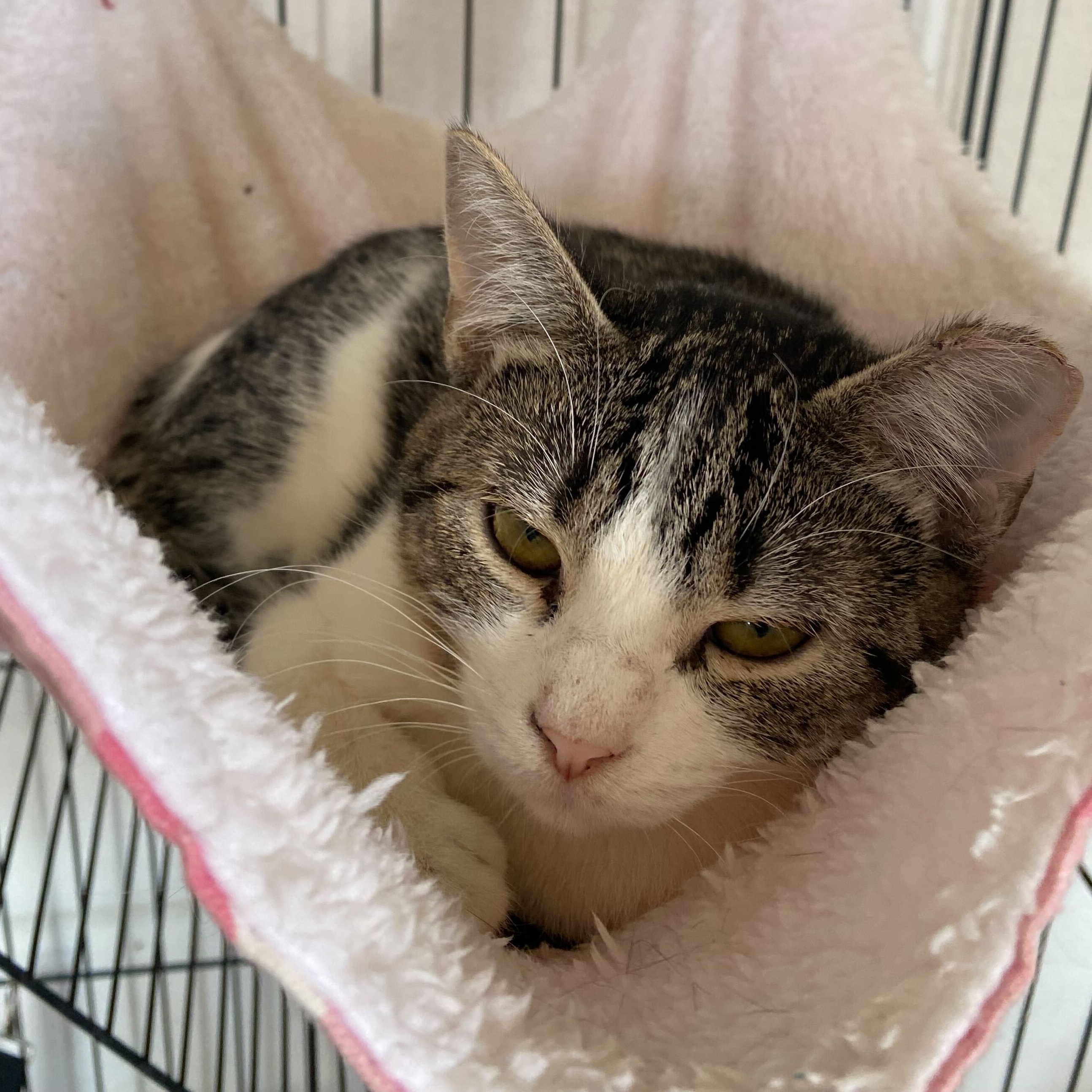 Enlarge Megatron, a Adoptable Tabby in Las Cruces, NM image 2/3