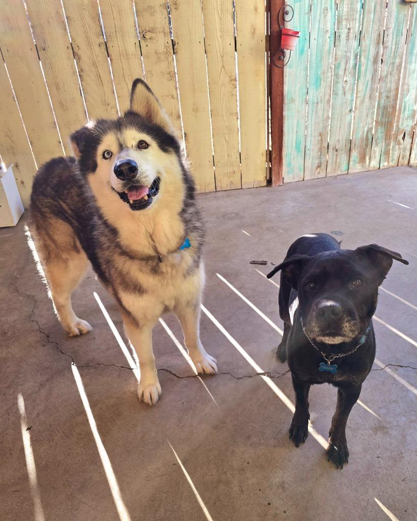 Enlarge Lola, a Adoptable mixed breed in El Cajon, CA image 2/6