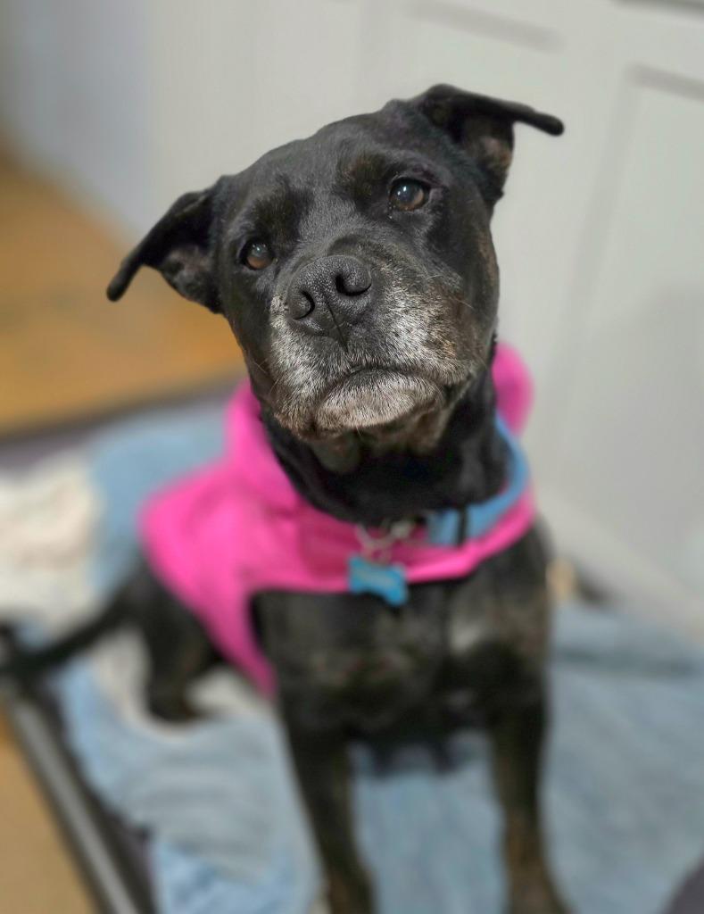 Enlarge Lola, a Adoptable mixed breed in El Cajon, CA image 3/6